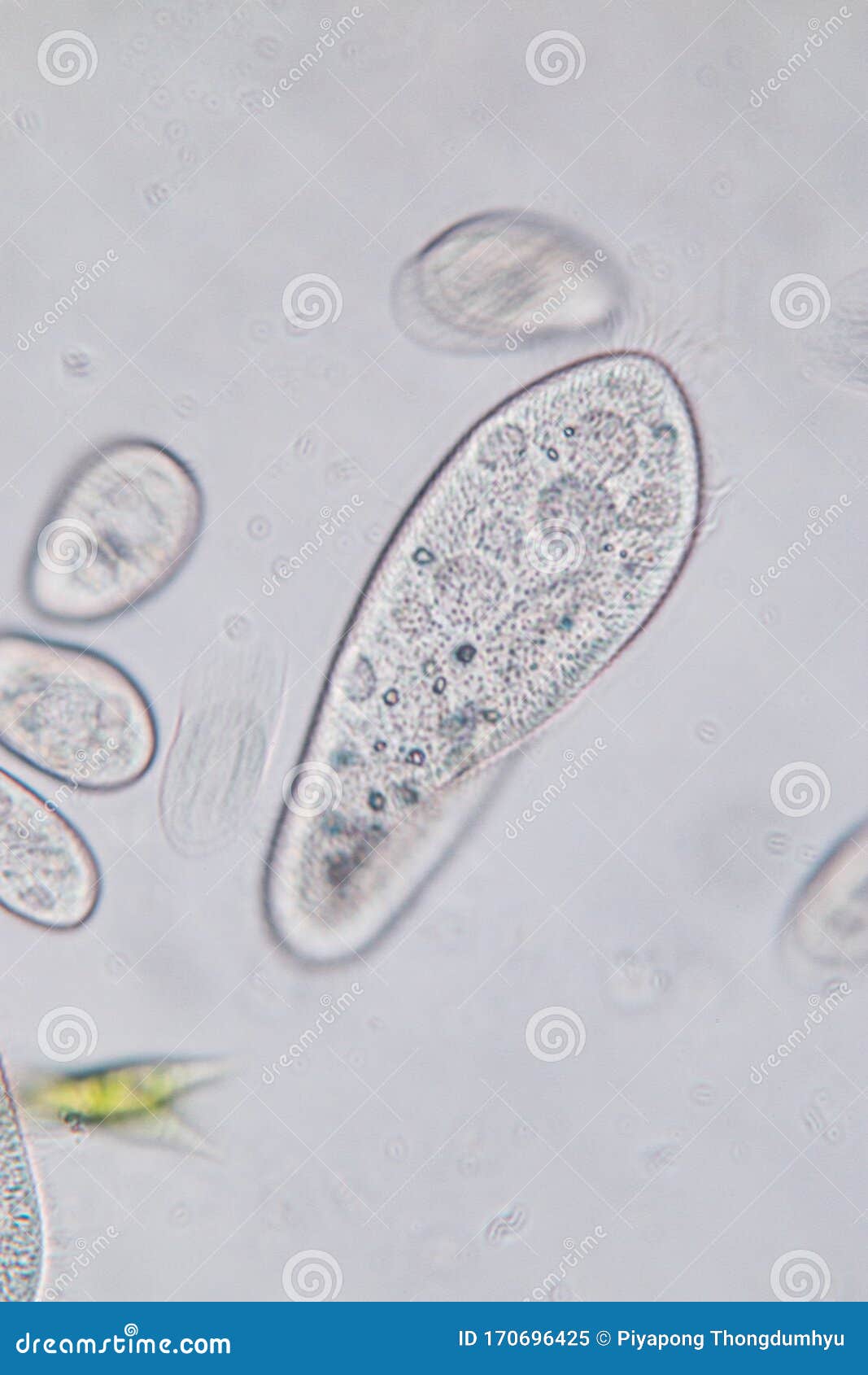 paramecium caudatum is a genus of unicellular ciliated protozoan and bacterium.
