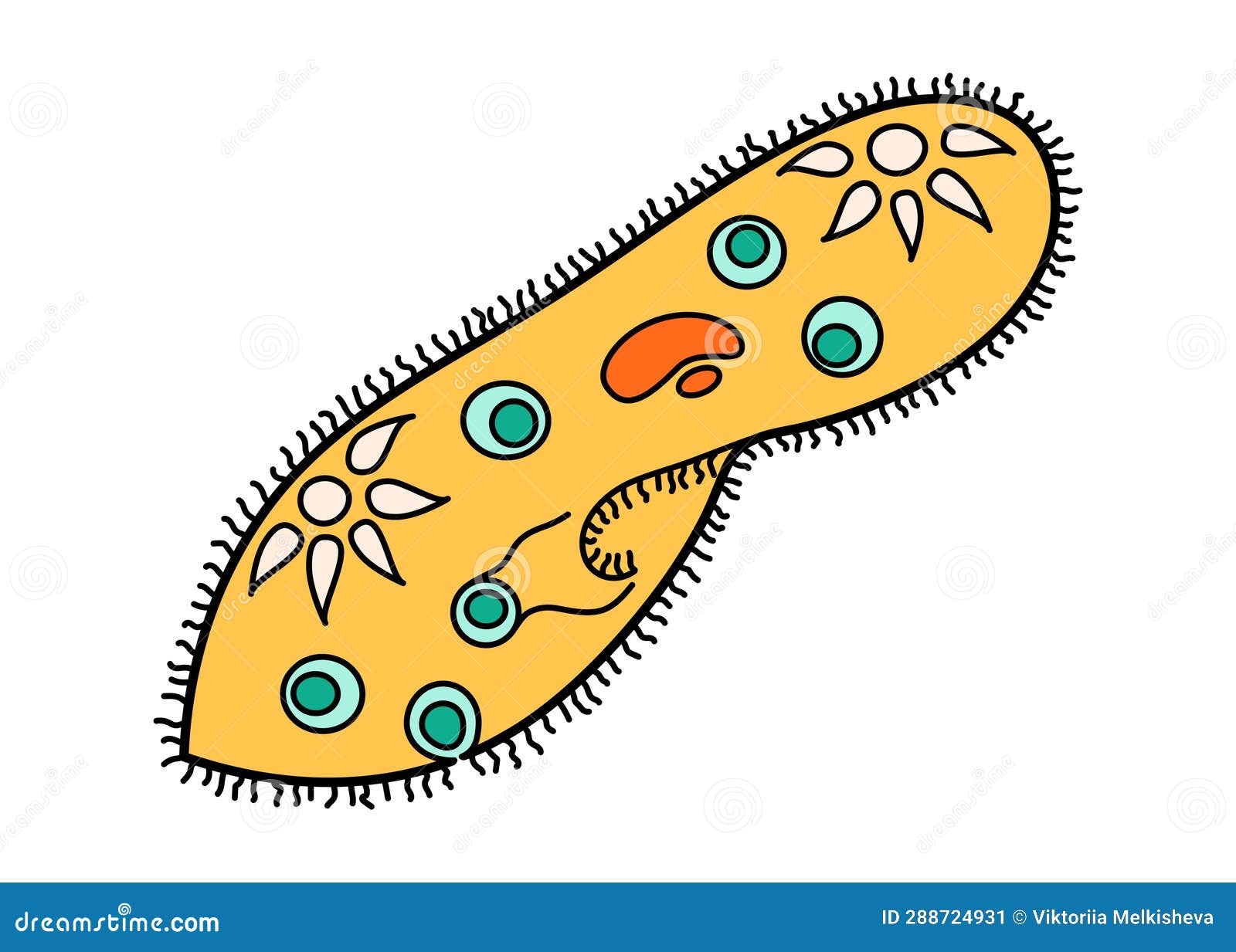 paramecium caudatum proteus science icon with nucleus, vacuole, contractile. biology education laboratory cartoon