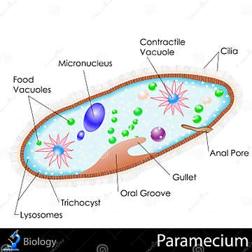 Paramecium Diagram stock vector. Illustration of micro - 31976122