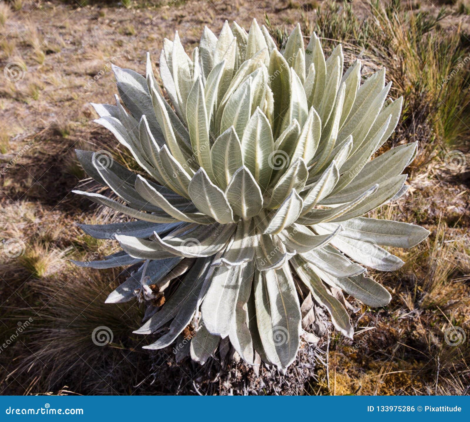 paramo de oceta espeletia frailejones mongui boyaca colombia