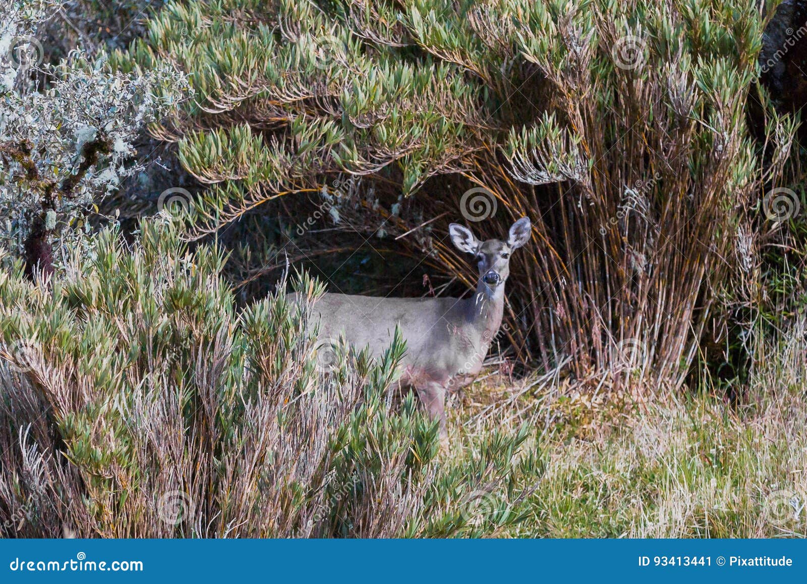 paramo de oceta white-tailed deer mongui boyaca colombia