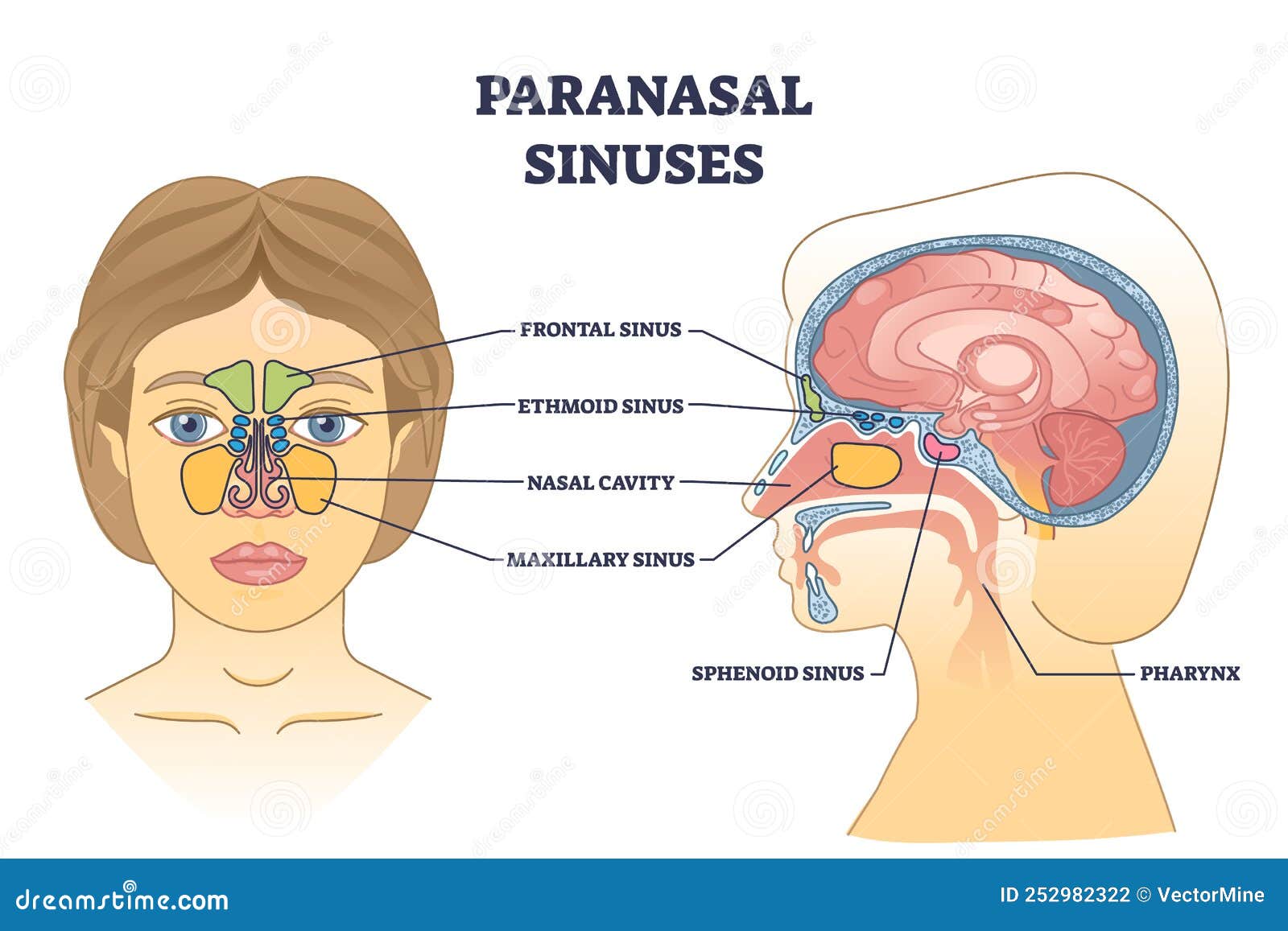 paranasal sinuses location and nasal cavity structure anatomy outline diagram