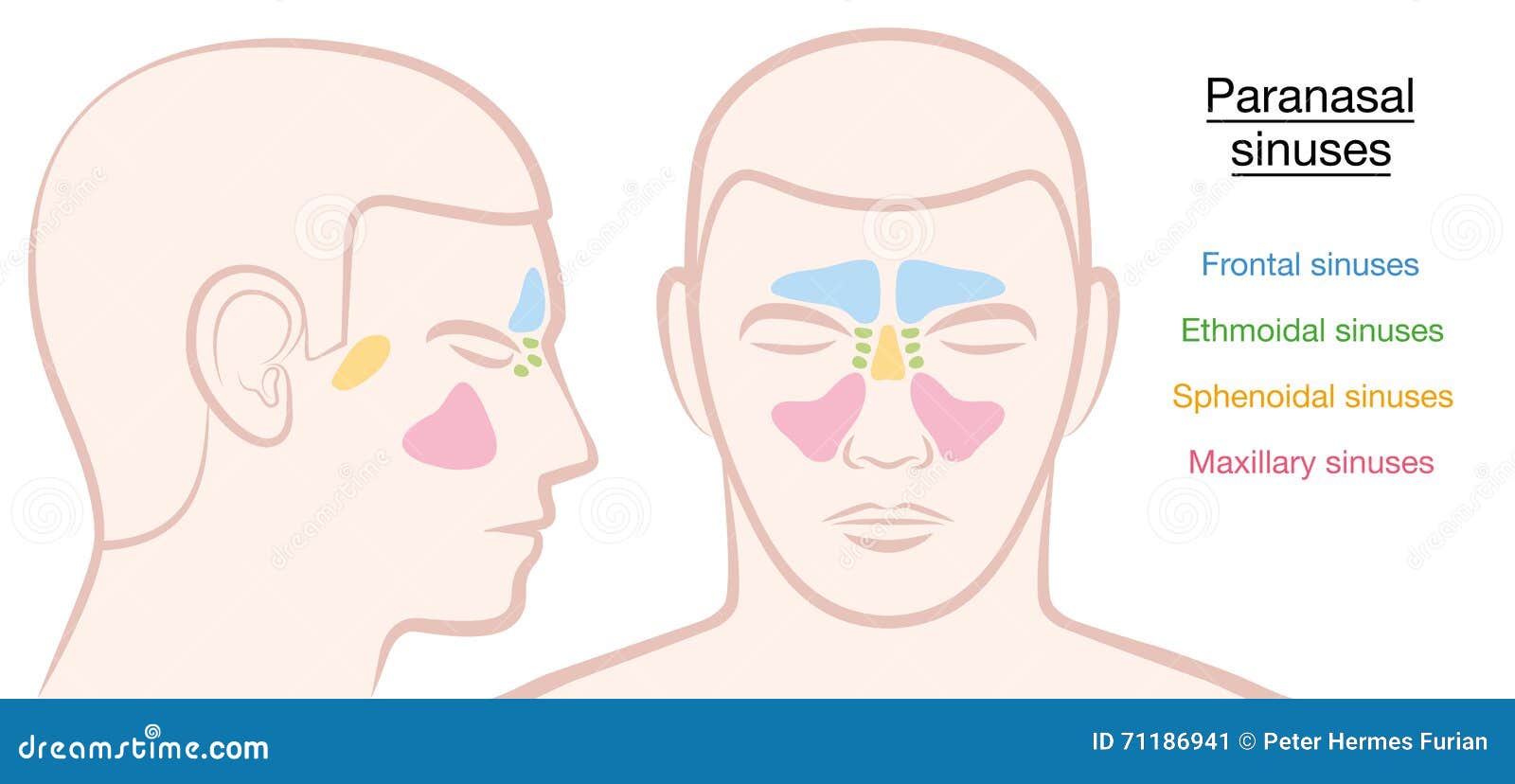 paranasal sinuses male face