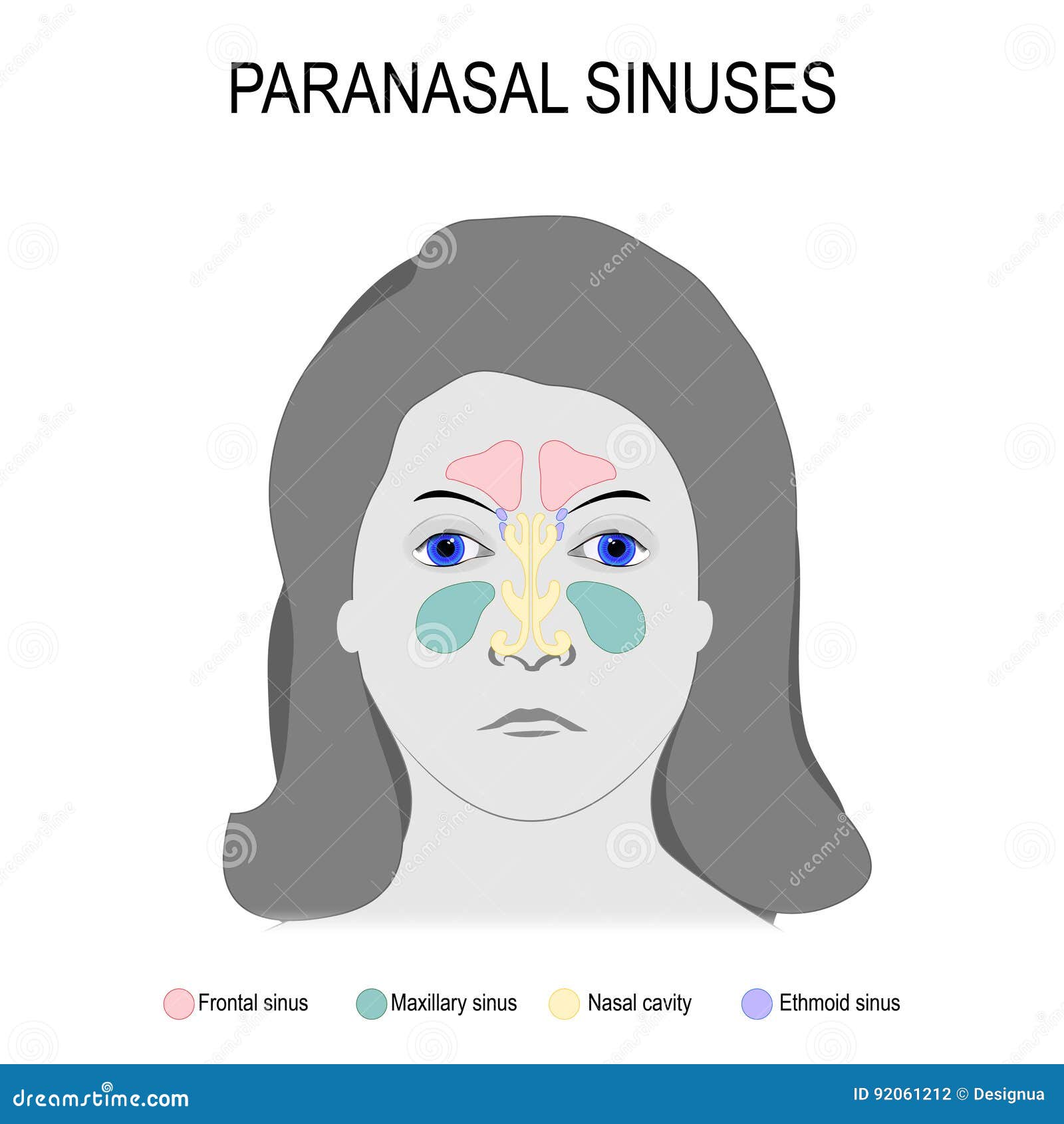 paranasal sinuses