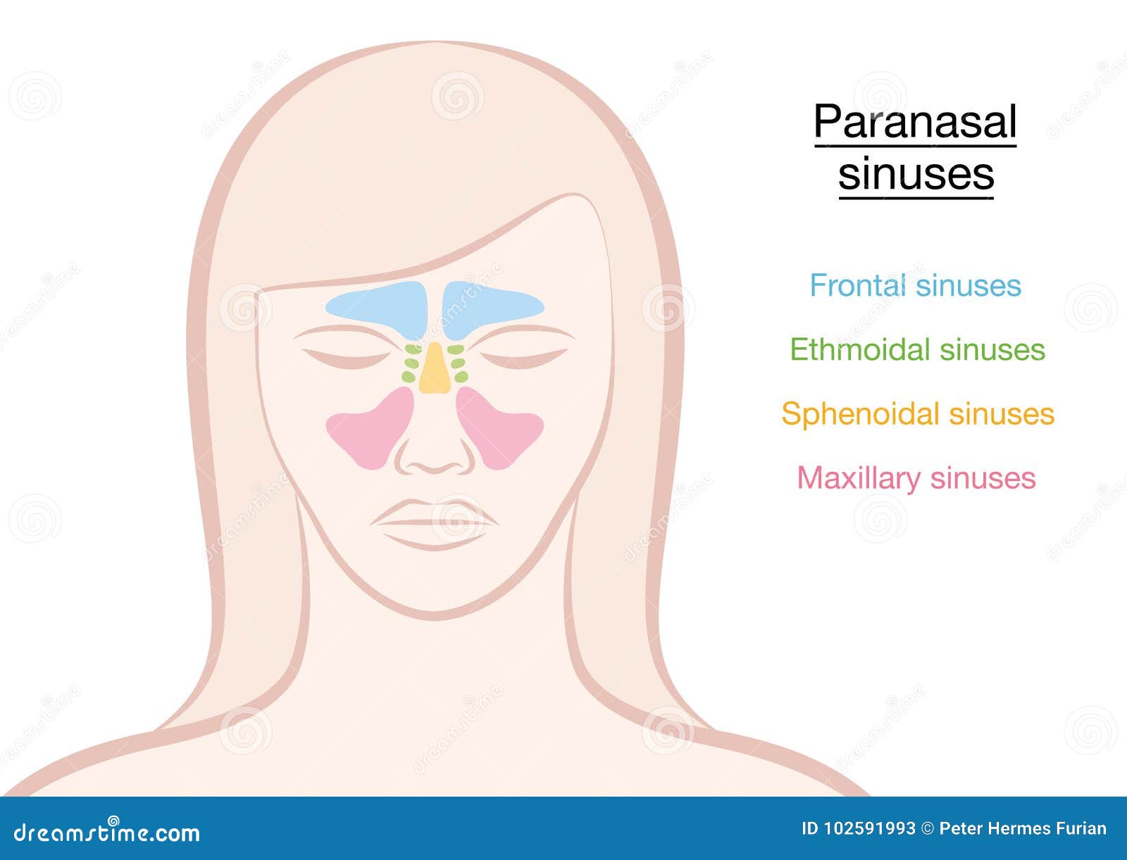 paranasal sinuses woman