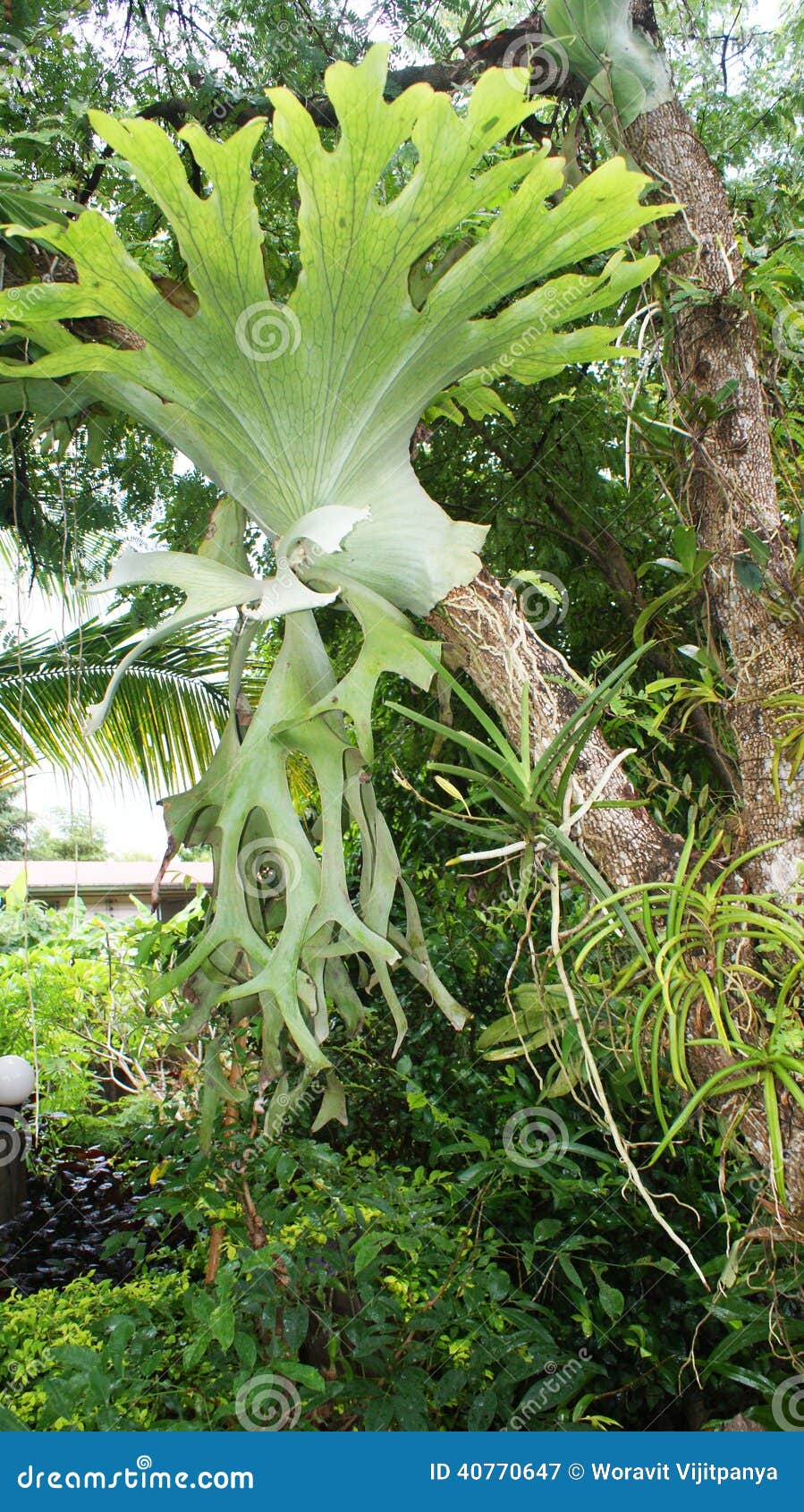 Parasita Da Orquídea Da árvore Imagem de Stock - Imagem de agricultura,  unido: 40770647