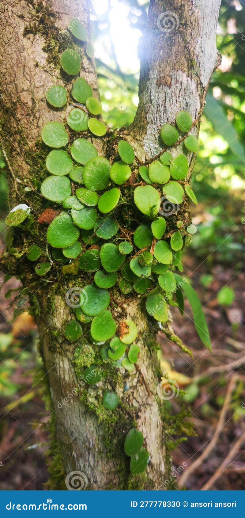 parasite that reside on trees, plants in the forest