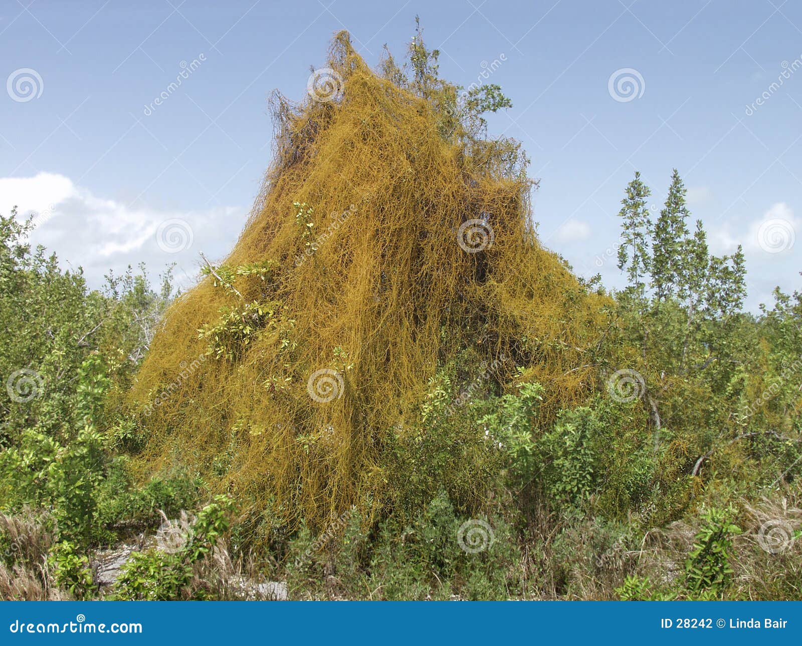 parasitic dodder