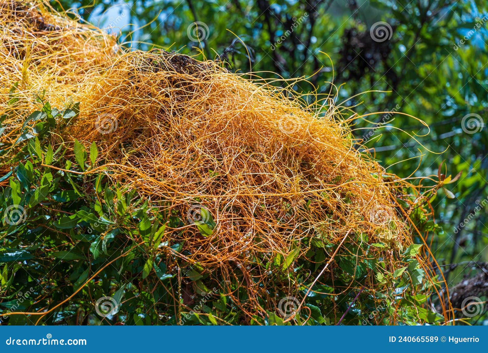 Parasitic Dodder Vine Cuscuta Crystal River, Florida, USA Stock Image Image of central
