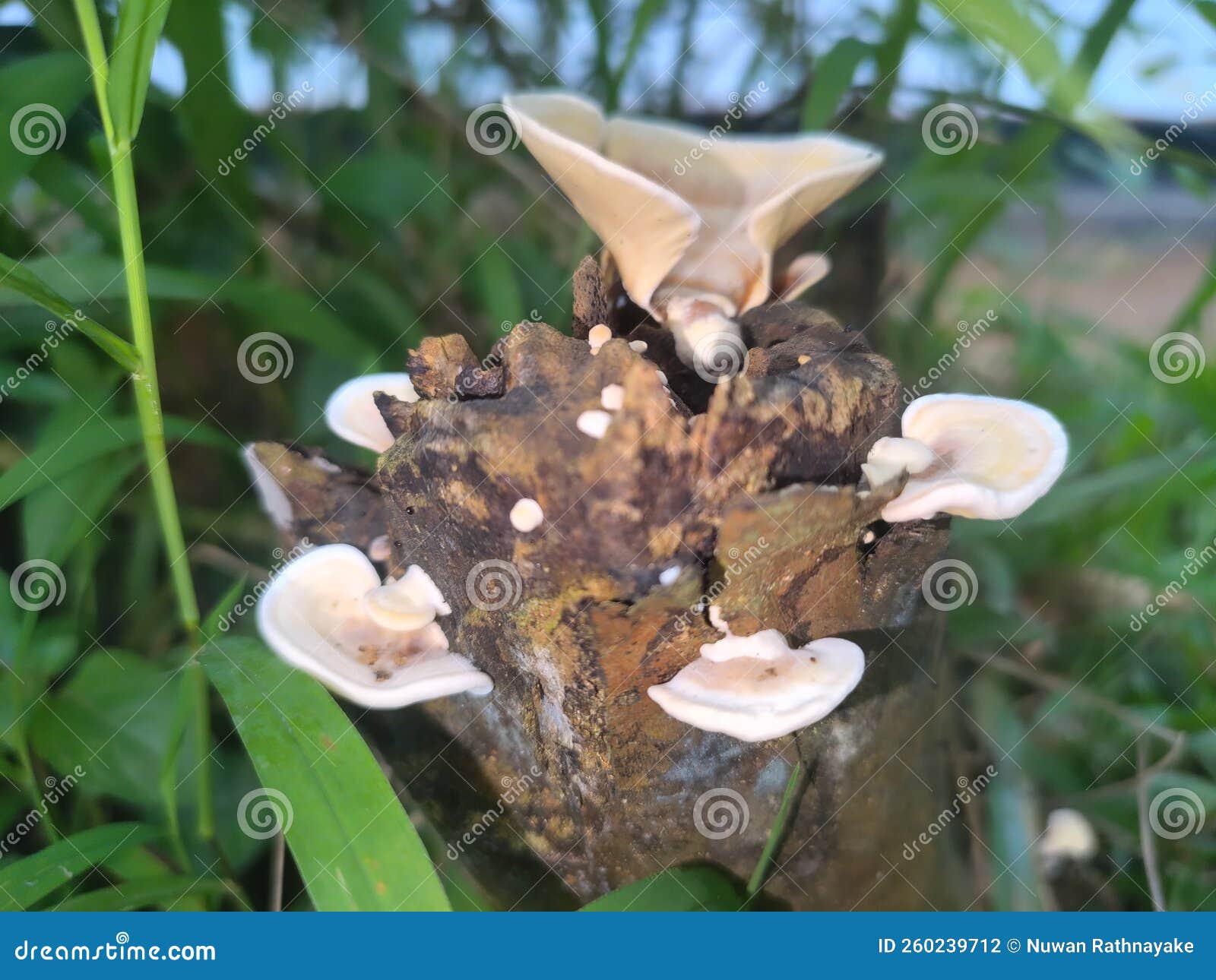 Parasitic Mushroom Growing in the Trunk of a Guava Tree Stock Photo