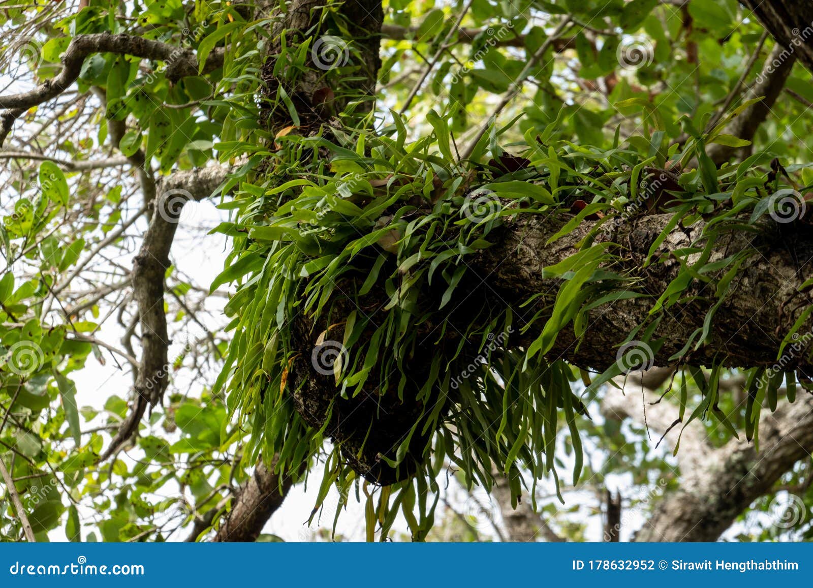 A Parasitic Plant Growing on Tree Branches Stock Photo Image of