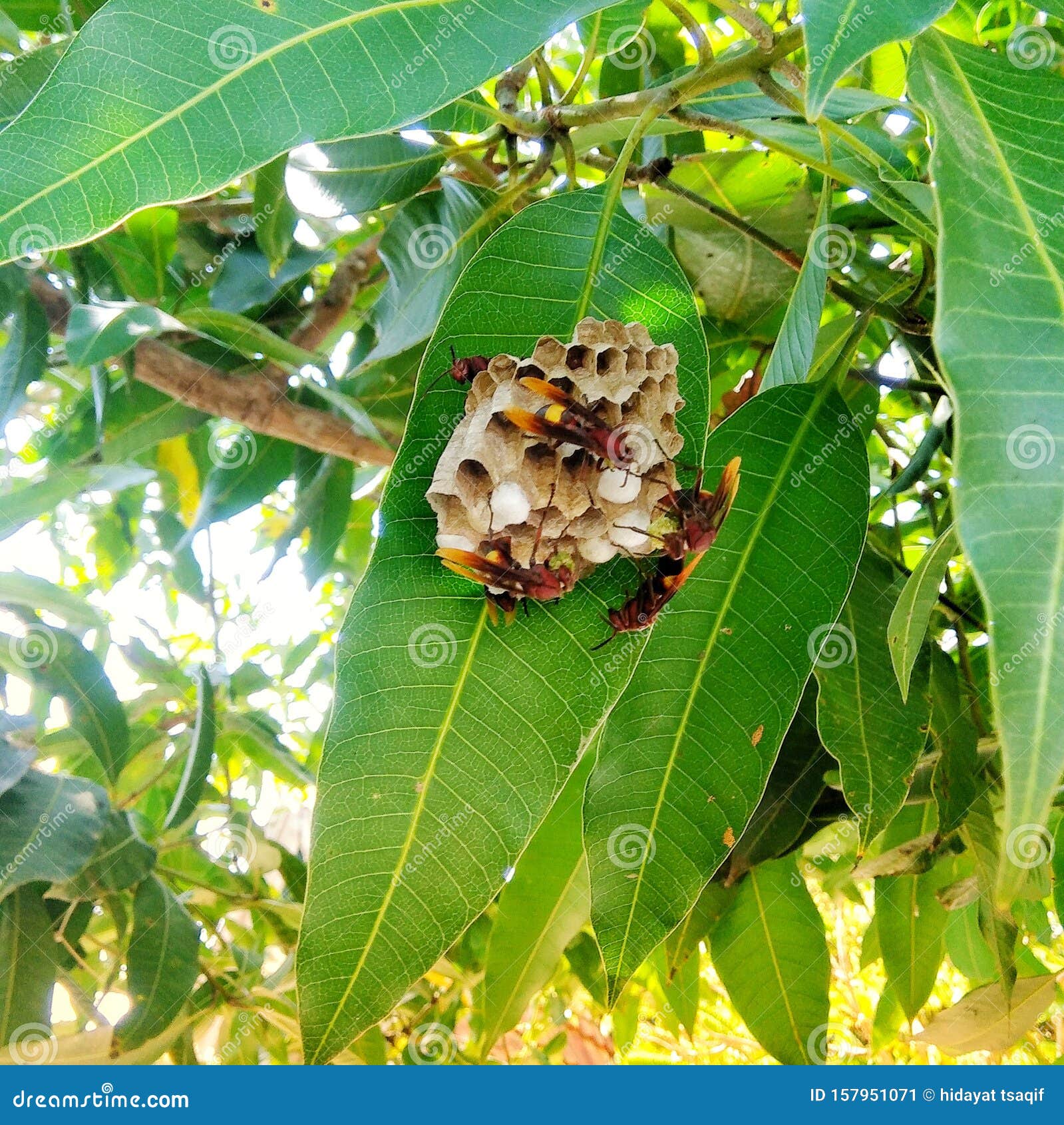Parasitic Plants Grow on Borneo Forest Trees Stock Image Image of