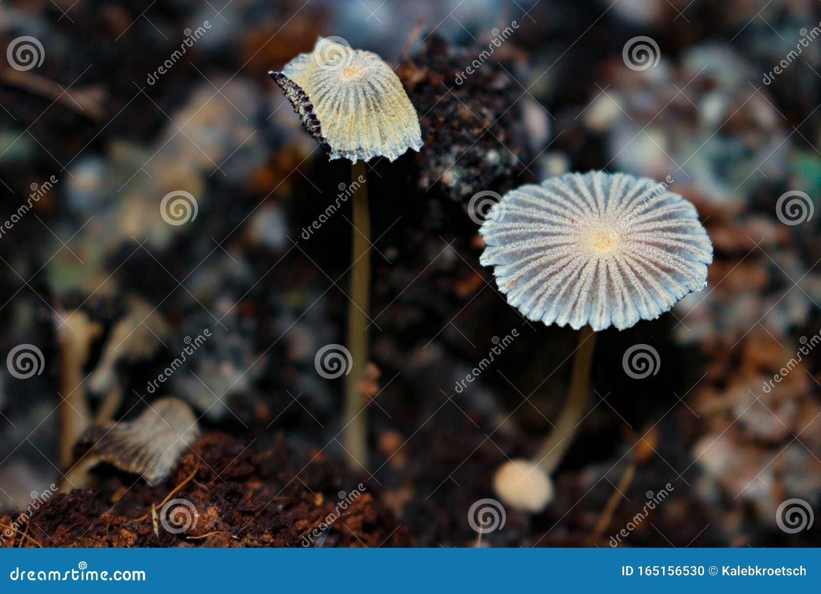 Parasola Japanese Umbrella Mushroom Stock Image