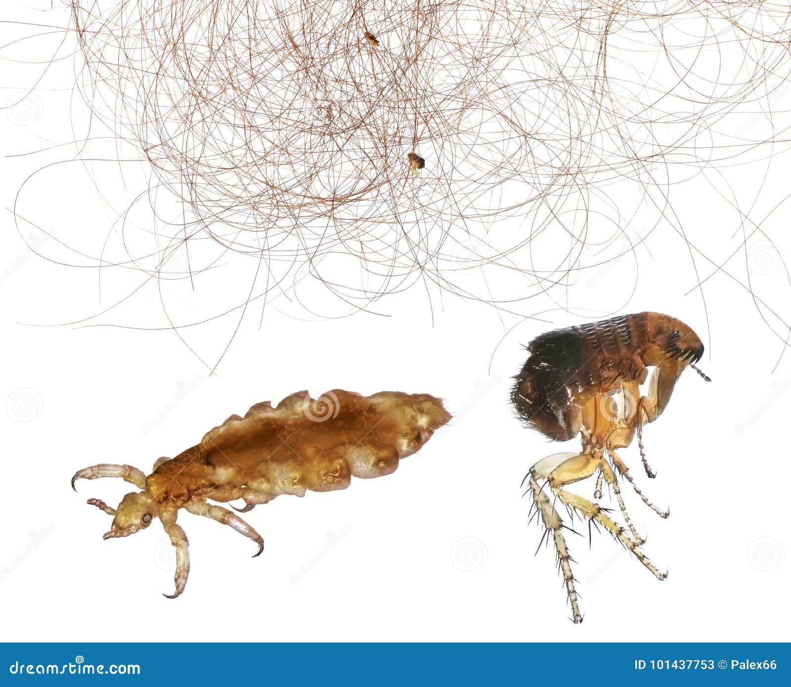 Parassita Immagine Stock Immagine Di Cura Pidocchio 101437753
