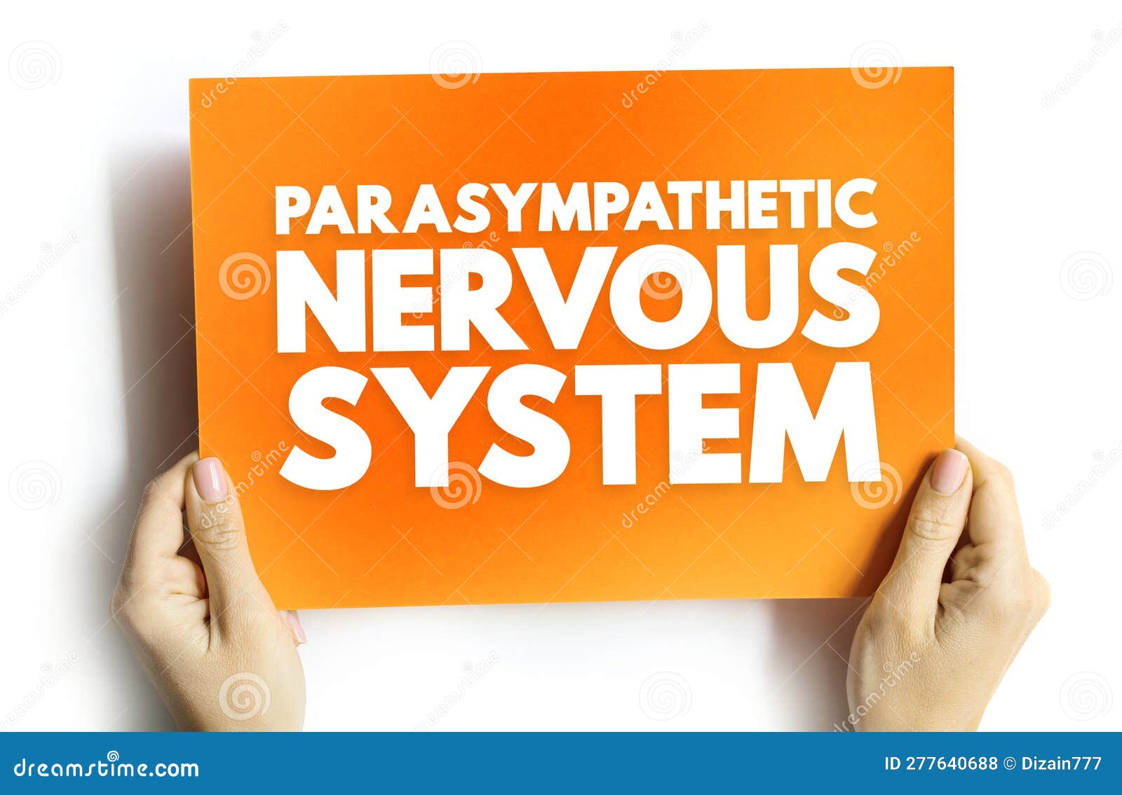 parasympathetic nervous system - network of nerves that relaxes your body after periods of stress or danger, text concept on card