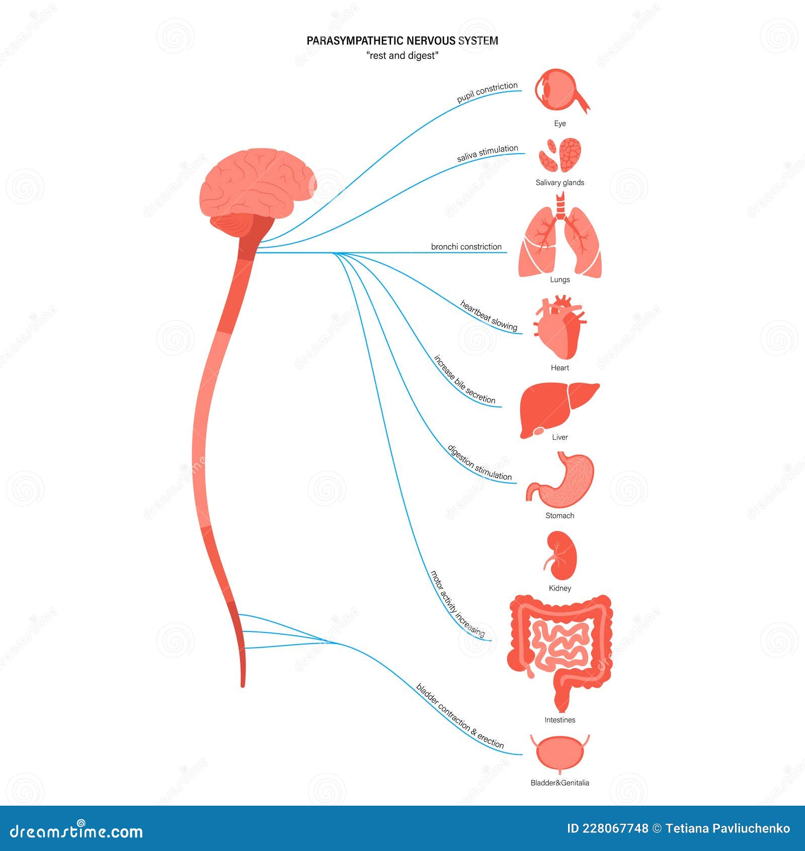 parasympathetic nervous system