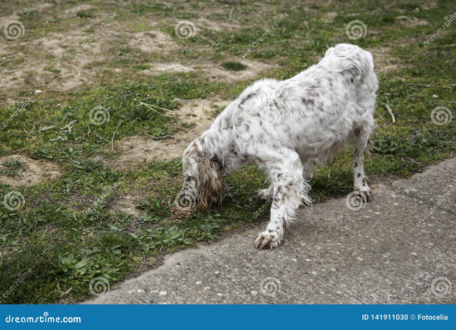 Parc De Chien De Chasse Photo Stock Image Du Race Fond