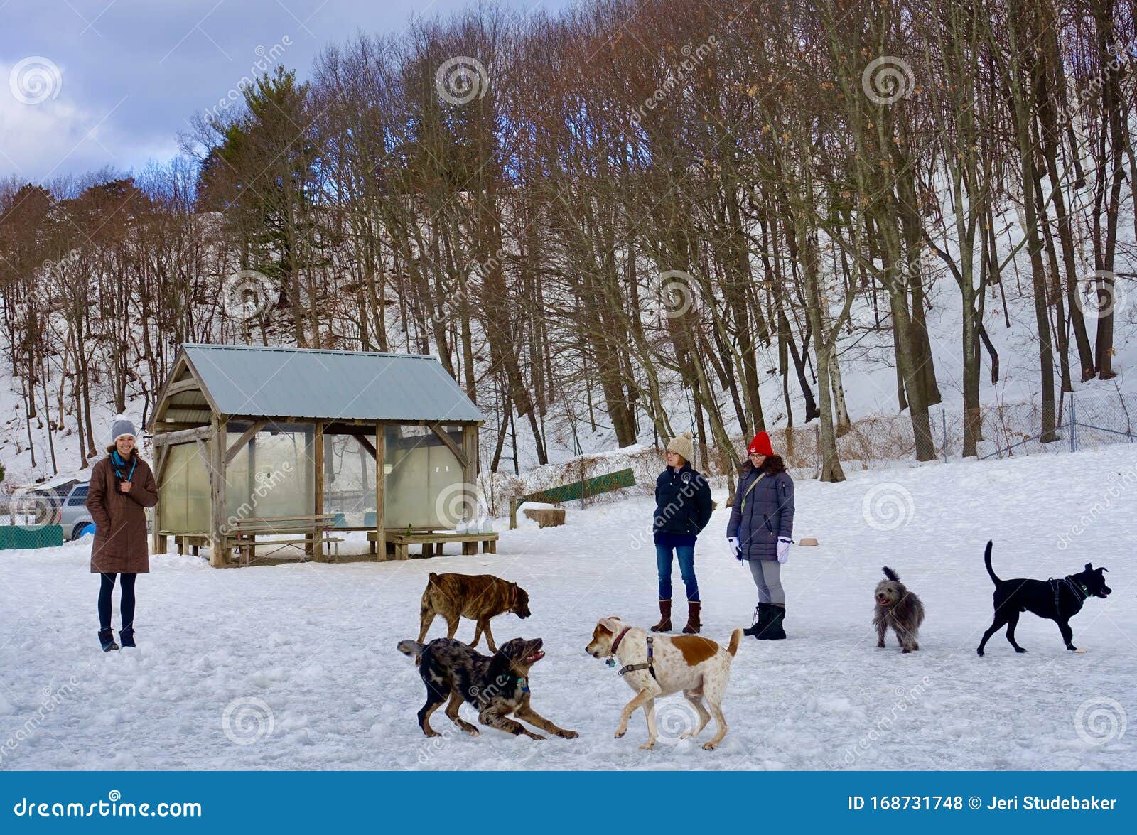 Parc De Chien De Portland Dans Le Maine Sur La Rue De La Vallee En Hiver Trois Femmes Plusieurs Chiens Hutte De Logement Photo Stock Editorial Image Du Chiens Crabots Parc De Chien De Portland Dans Le Maine Sur La Rue De La Vallee En Hiver Trois Femmes Plusieurs Chiens Hutte De Logement Photo Stock Editorial Image Du Chiens Crabots