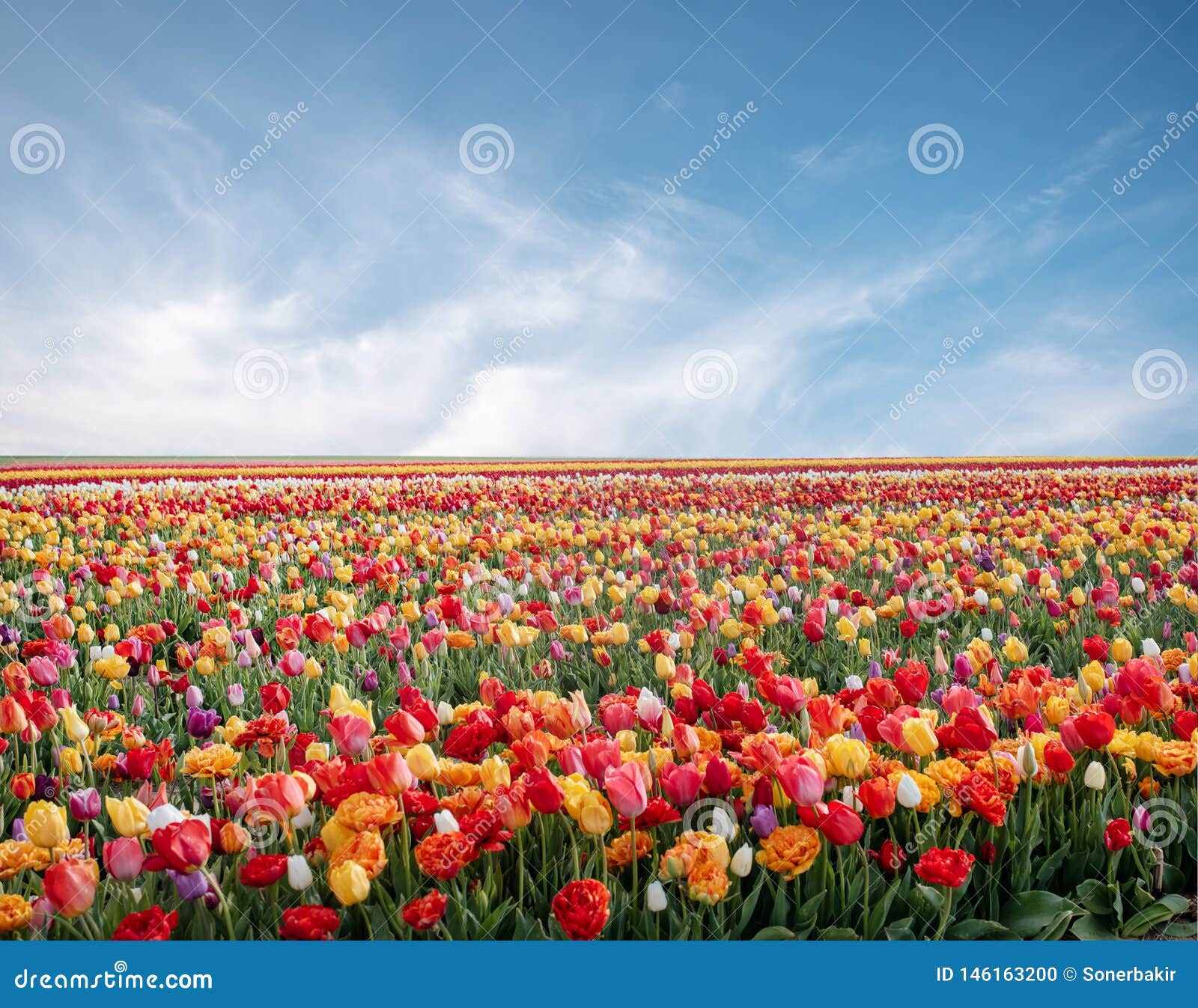 Parc De Fleurs Au Printemps Paysage De Fleur La Tulipe Color E Fleurit Au Printemps Le Parc Photo Stock Image Du Horizon Paisible