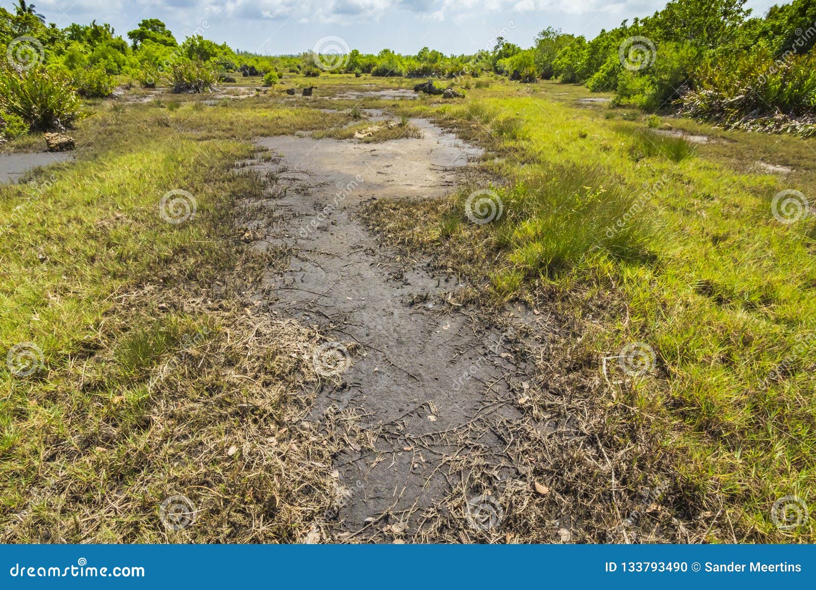 Parc national de baie de Jozani Chwaka de marais de forêt de jungle, Zanzibar, T. Marais de forêt de jungle sur un parc national de jour ensoleillé de baie claire de Jozani Chwaka, Zanzibar, Tanzanie