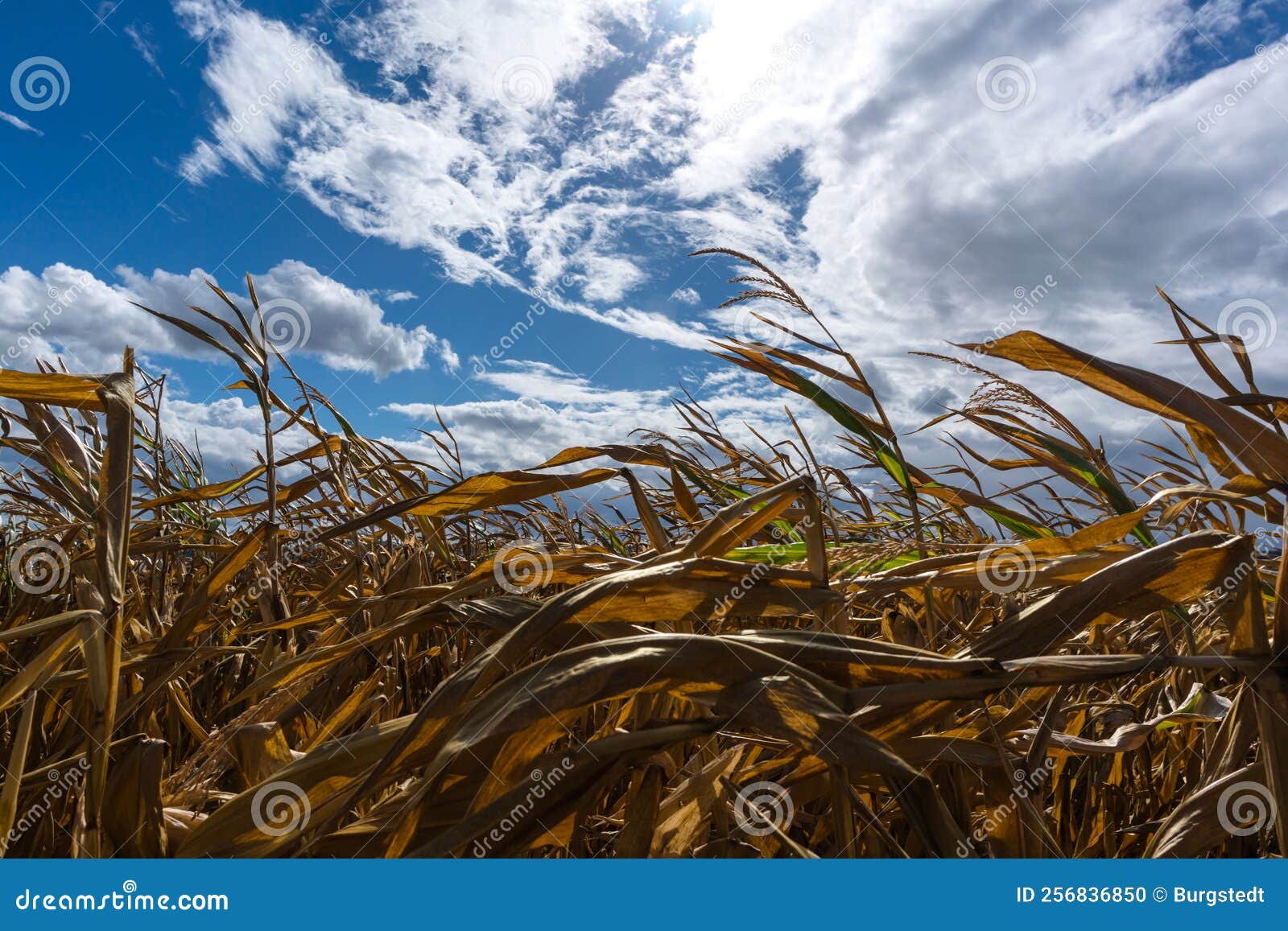 Parched Corn Plants Due To a Heat Wave and Extreme Drought in the