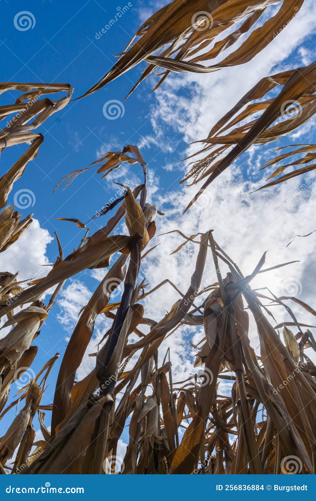 Parched Corn Plants Due To a Heat Wave and Extreme Drought in the