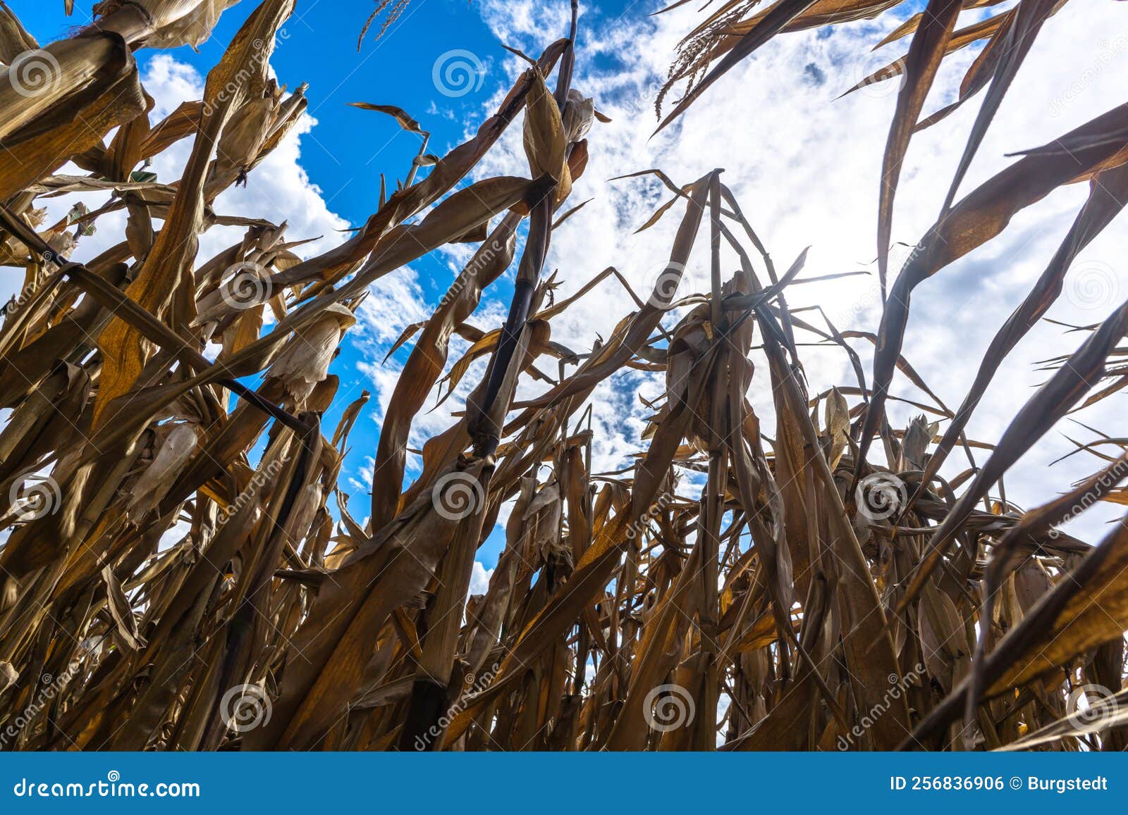 Parched Corn Plants Due To a Heat Wave and Extreme Drought in the