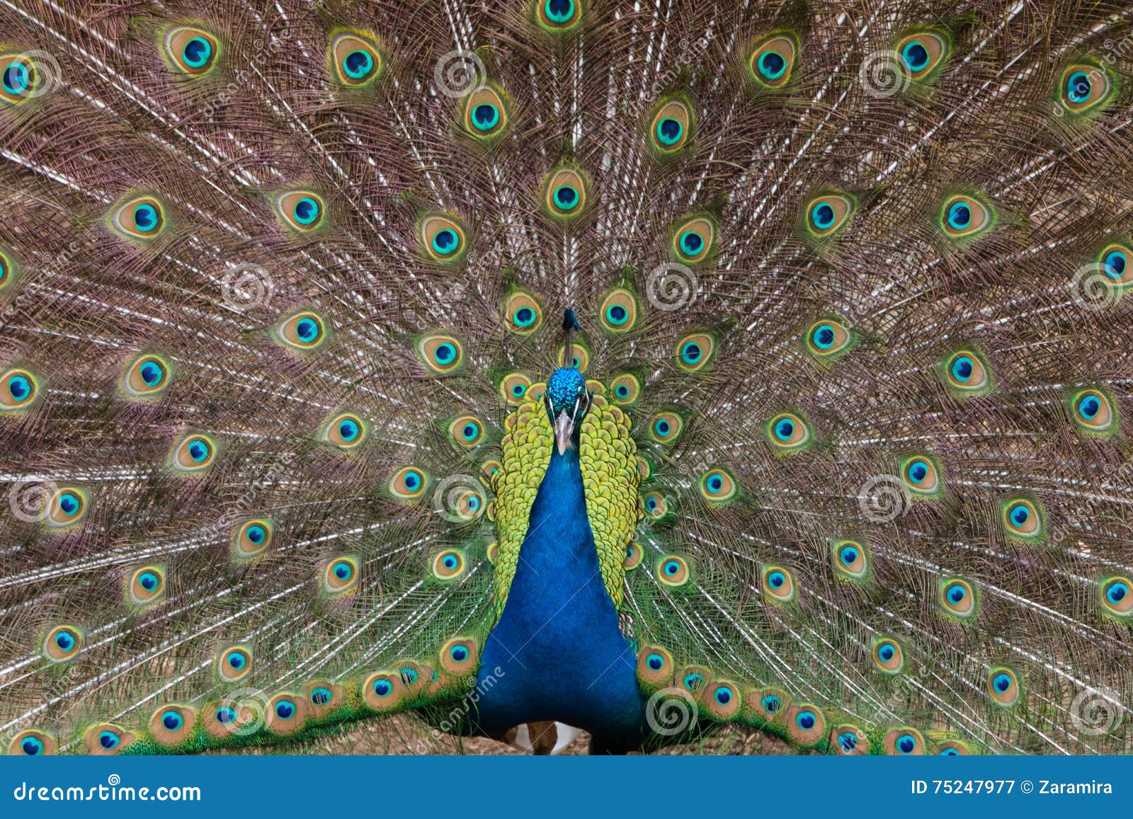 Peacock in Parco Natura Viva. It is a Safari Park and Zoo near Lazise at Lake Garda where you can do a Safari with your own car.