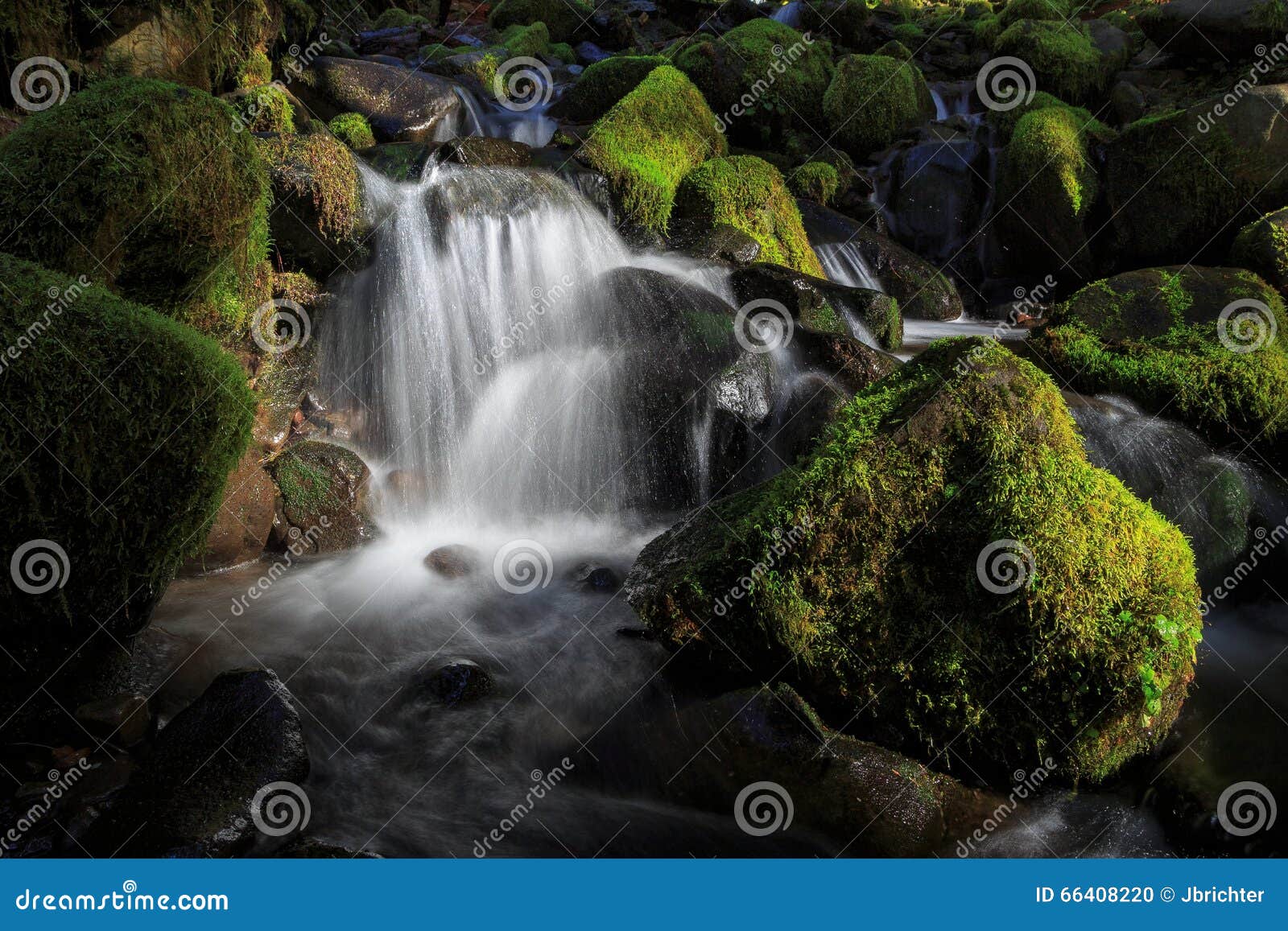 Sentiero Didattico Antico Dei Boschetti In Parco Nazionale Olimpico, Washington, Stati Uniti - Foto 10