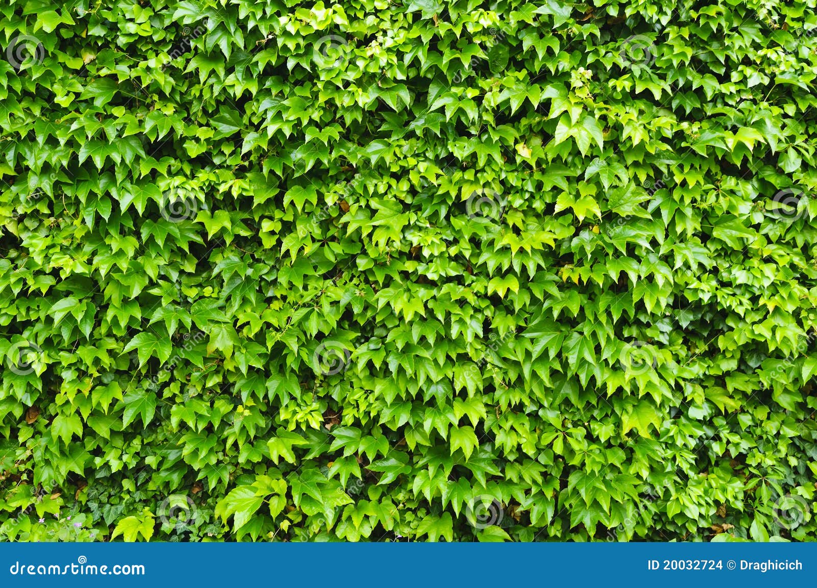 Como Pegar Hiedra A La Pared Pegamento Org