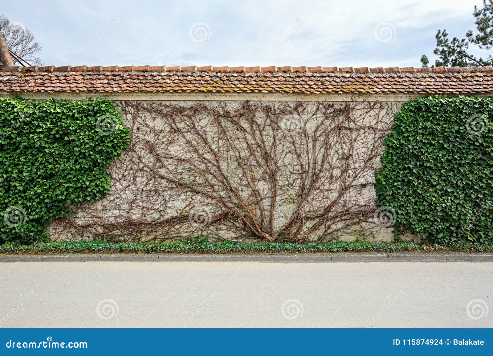 Pared De Hiedra Yugioh Wiki En Espaol Fandom Pared De Hiedra Yugioh Wiki En Espaol Fandom
