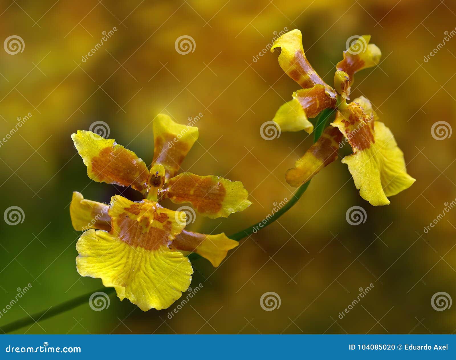 pareja de flores amarillas