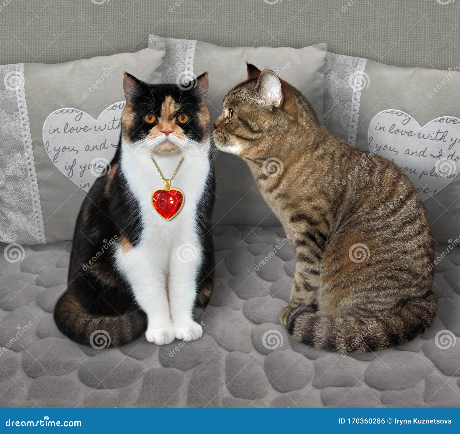 Pareja De Gatos En Cama Gris Foto de archivo - Imagen de almohadilla, divertido: 170360286 Pareja De Gatos En Cama Gris Foto de archivo - Imagen de almohadilla, divertido: 170360286
