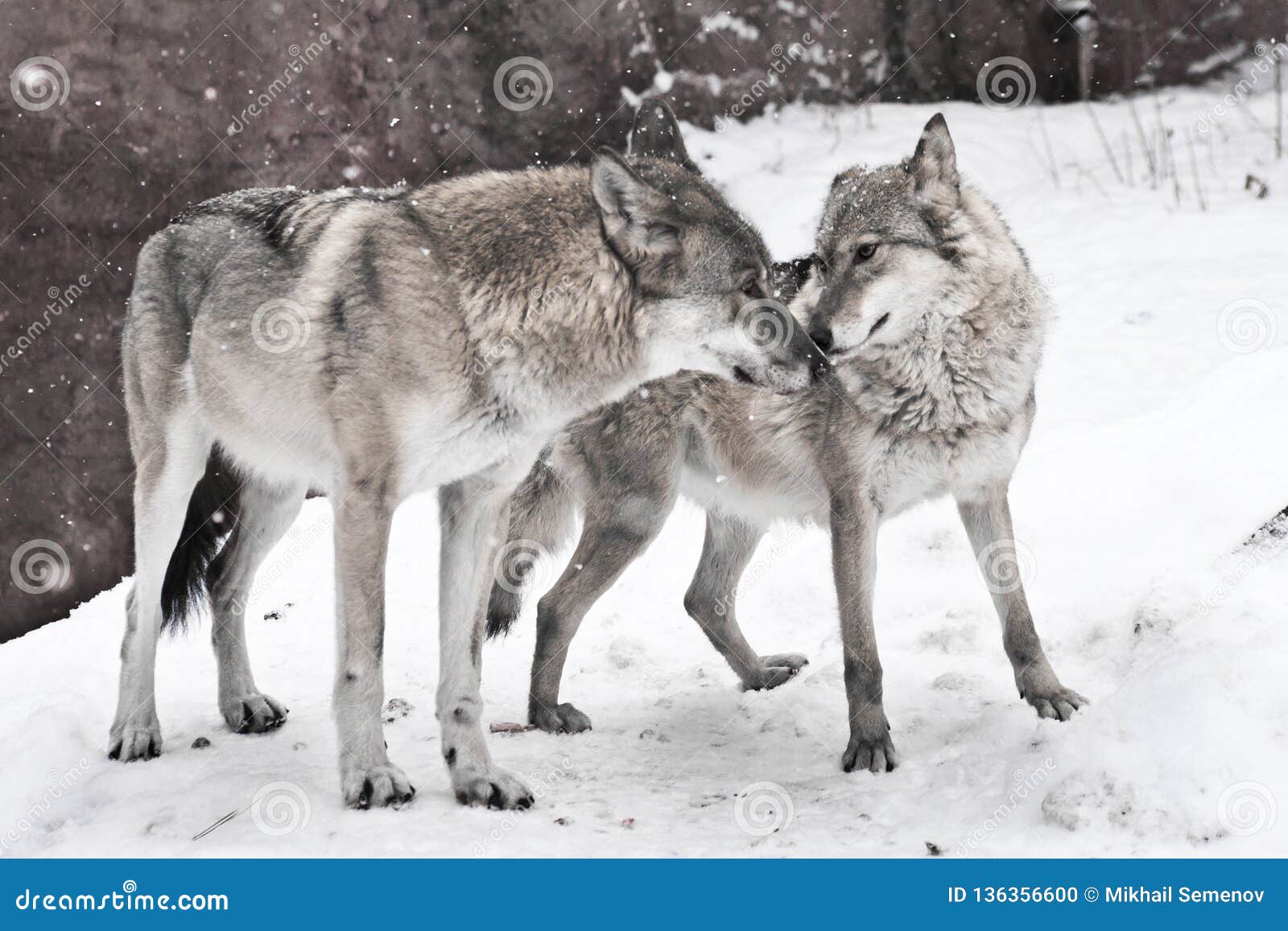 Pareja De Matrimonios Feliz De Lobos Junto, De Un Lobo Femenino Y De Un Lobo Masculino Junto Unirse Foto de archivo - Imagen de caminar, canoa: 136356600 Pareja De Matrimonios Feliz De Lobos Junto, De Un Lobo Femenino Y De Un Lobo Masculino Junto Unirse Foto de archivo - Imagen de caminar, canoa: 136356600