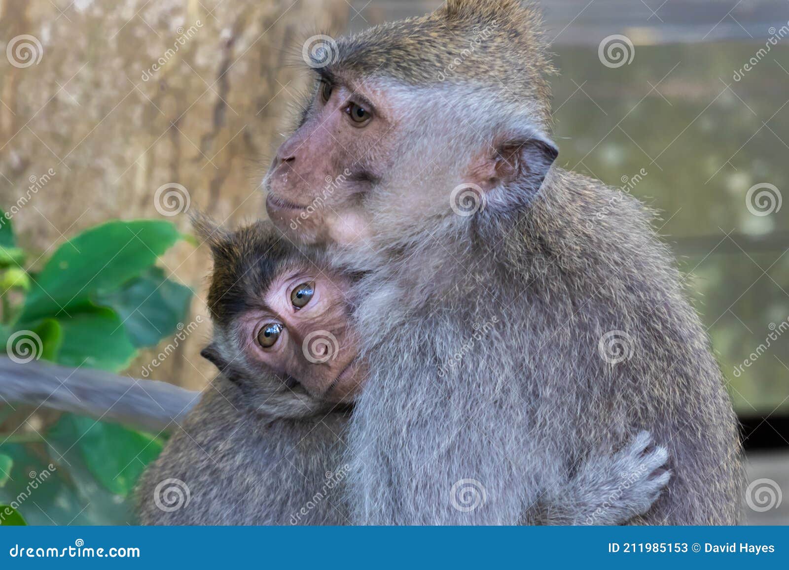 Pareja De Monos Macacos Joven Abrazando a Su Madre. Imagen de archivo -  Imagen de macaca, monos: 211985153