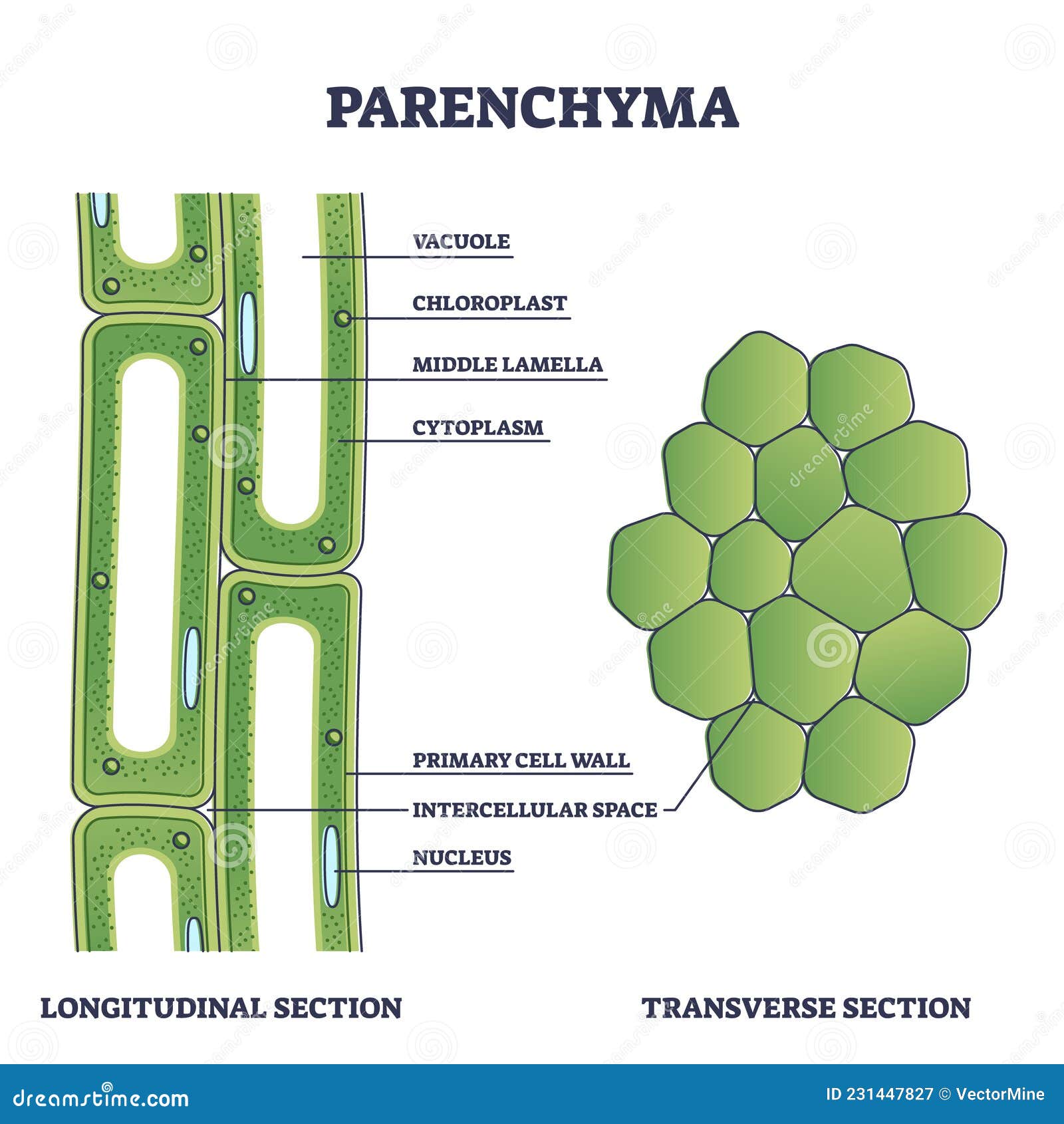 parenchyma as ground filler tissue for plant stem and roots outline diagram