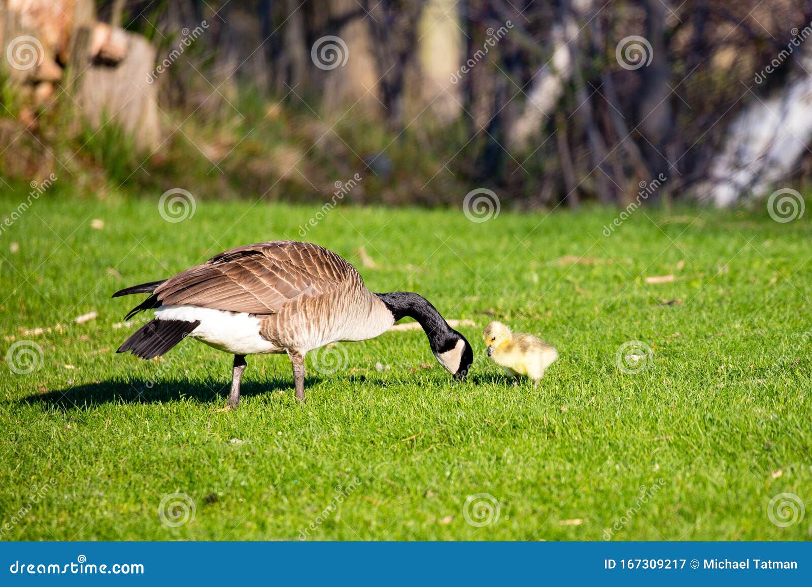 canada goose vs roots