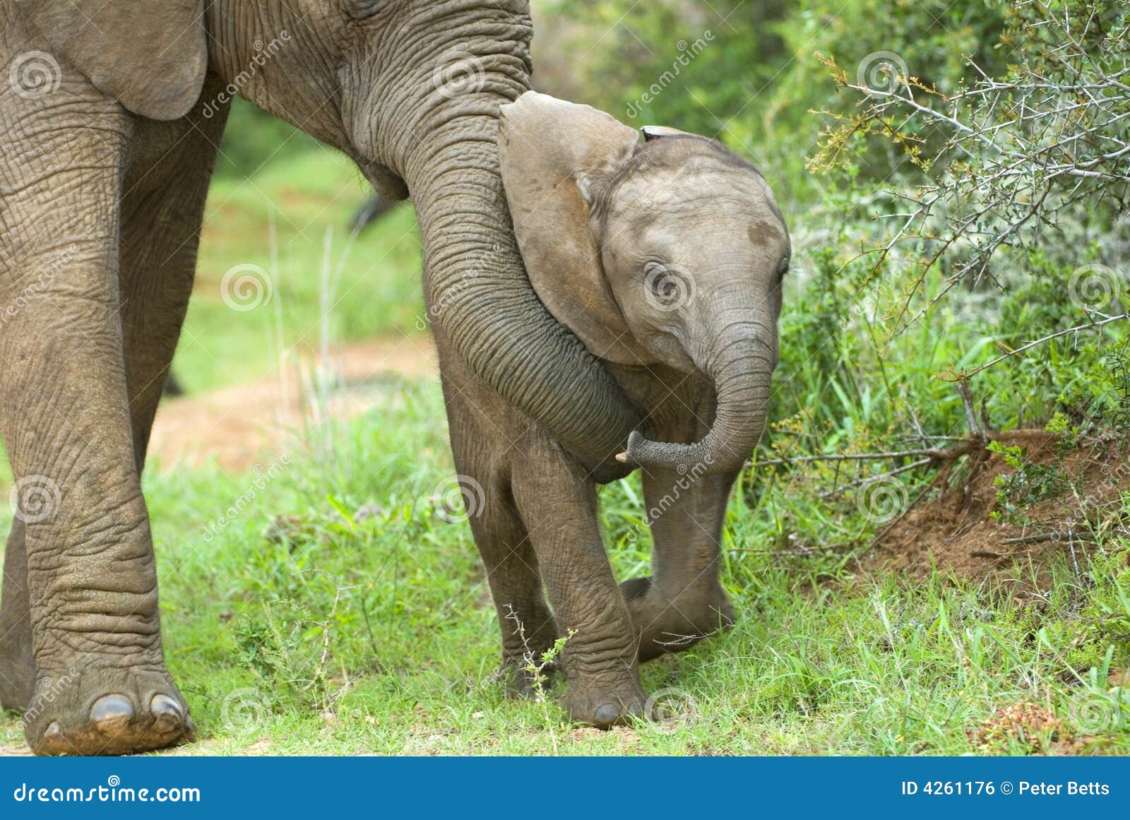 Parenting Elephant stock photo. Image of life, lessons 4261176