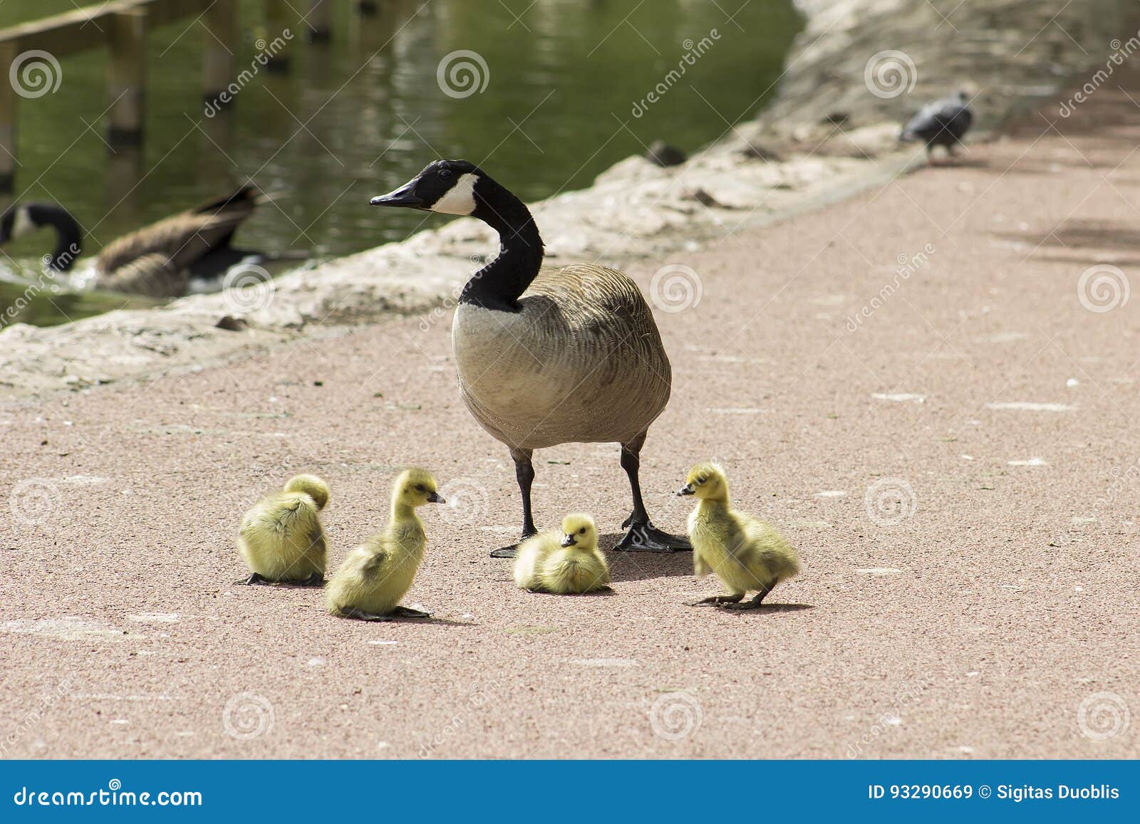 Parents D Oie Avec Le Bebe Image Stock Image Du Avec