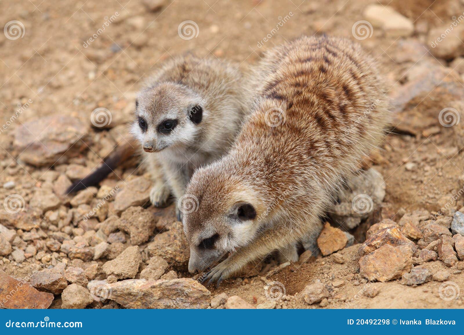 Pares Amarillos De La Mangosta Foto de archivo Imagen de roedor, cubo