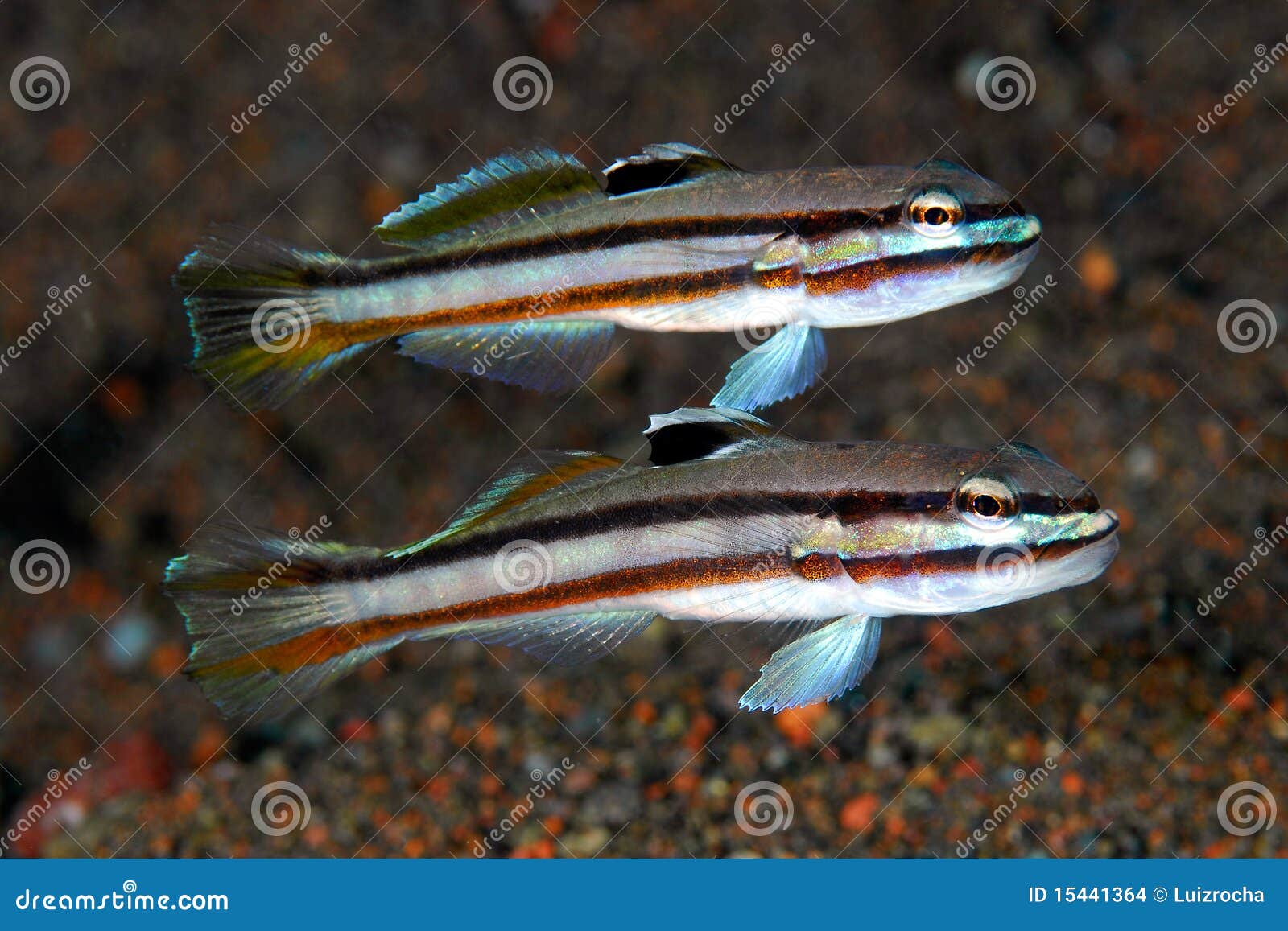 Um Casal De Gobios De Duas Listras Foto de Stock - Imagem de costa,  mergulho: 15441364, image size:1600x1157