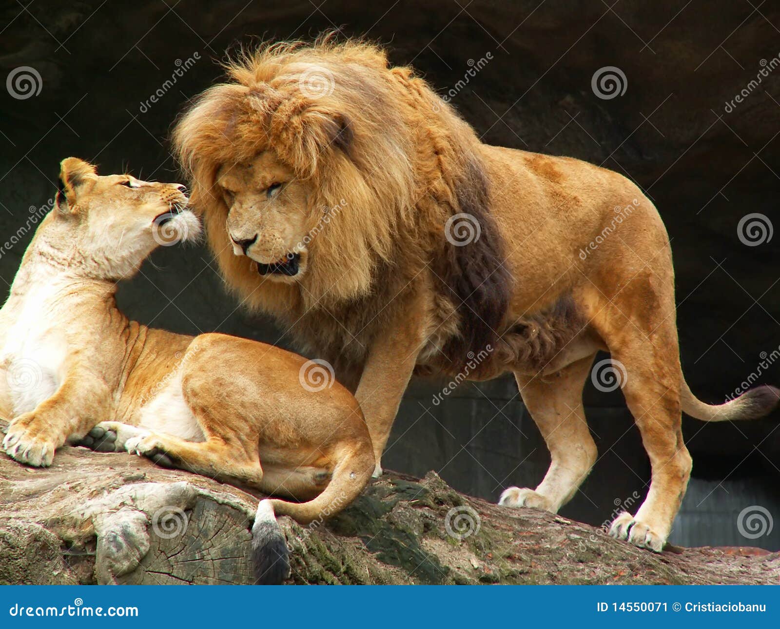 Pares de los leones imagen de archivo. Imagen de selva - 14550071