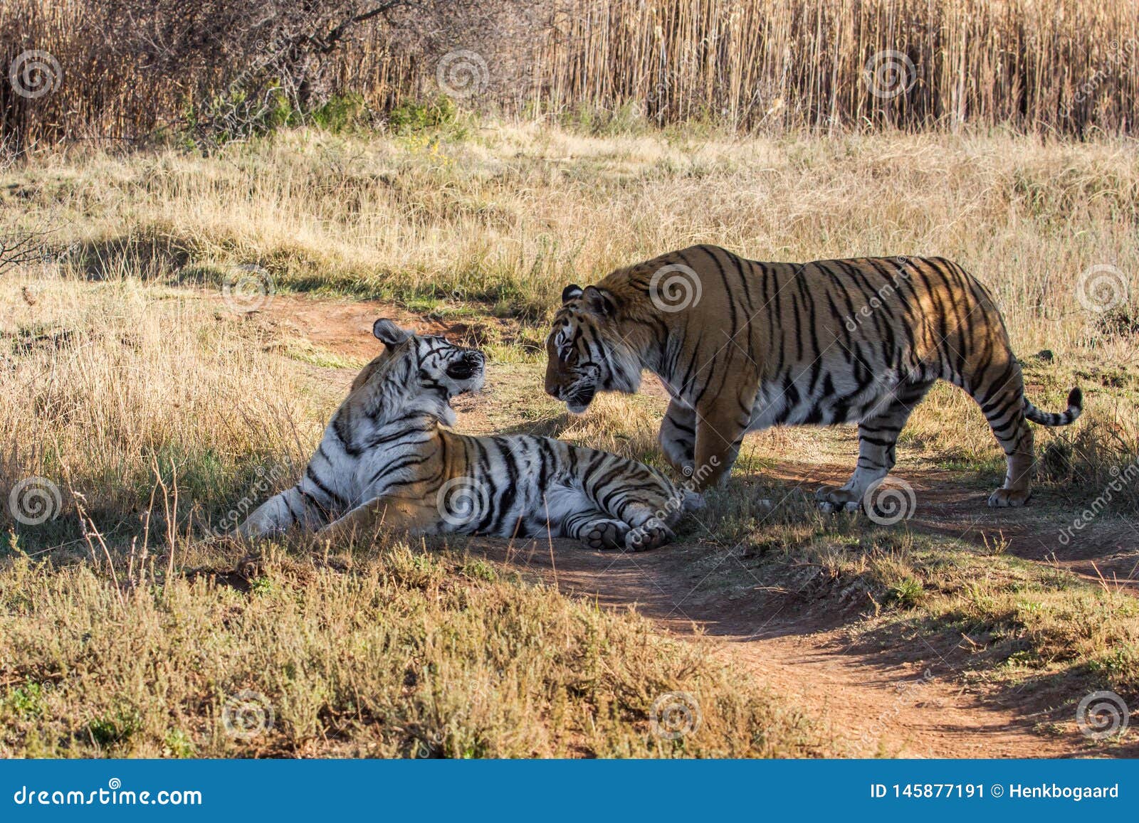 Homem Do Tigre Na Reserva Do Jogo Em África Do Sul Imagem de Stock