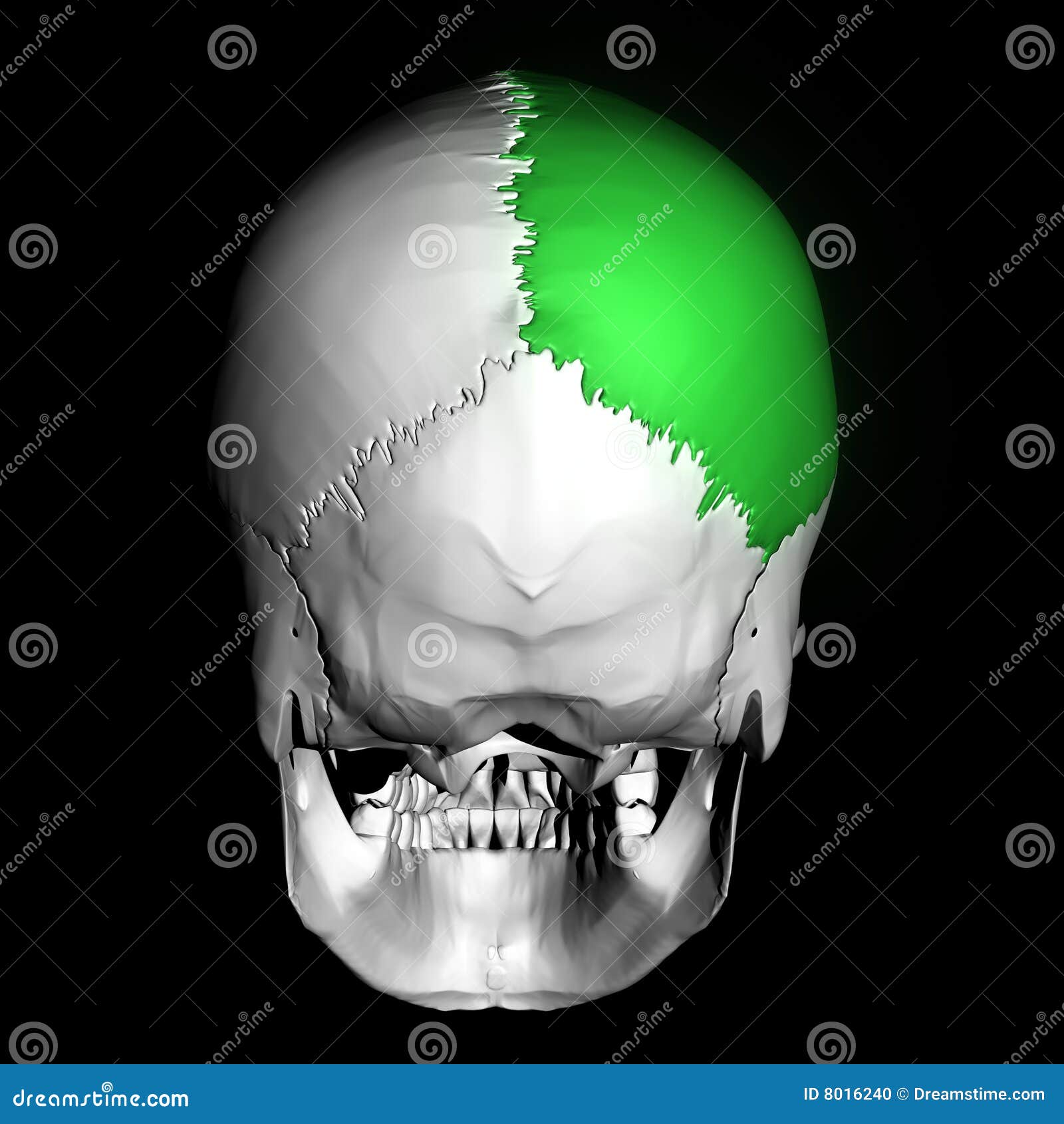Parietal Bone stock illustration. Illustration of highlighted - 8016240