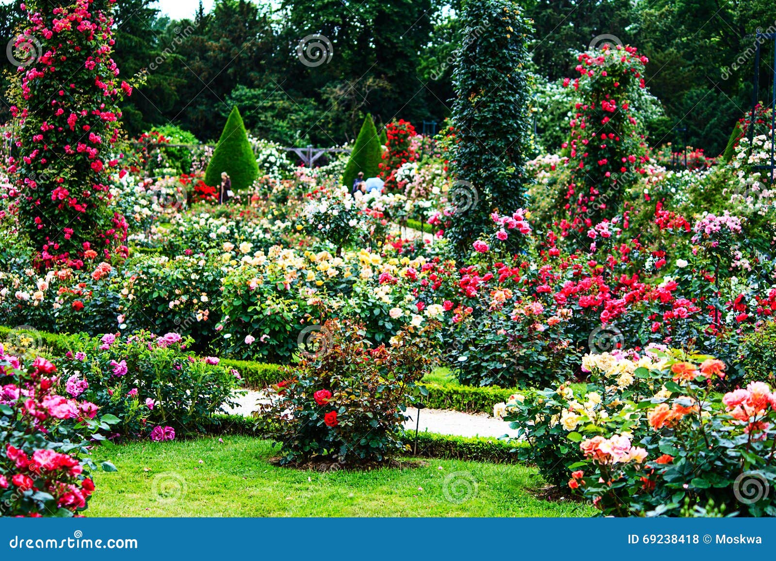 paris- bois de boulogne classic rose garden in the roseraie de bagatelle