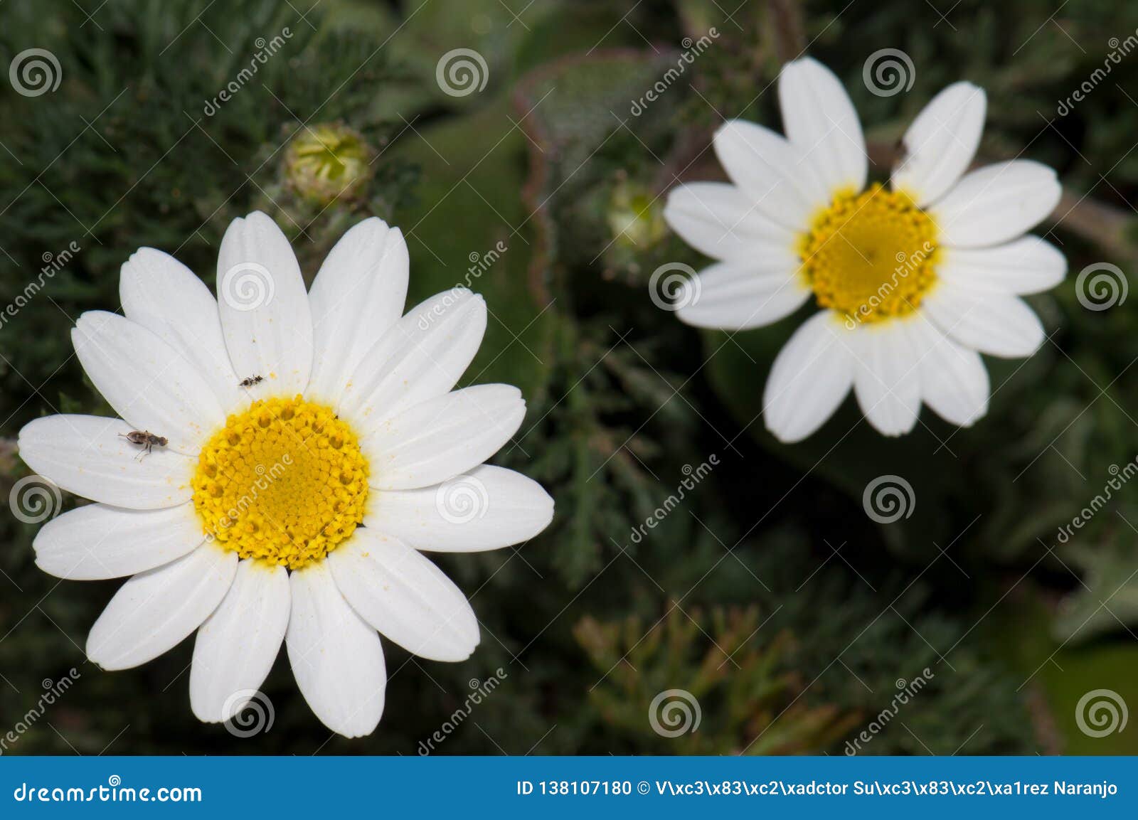 Paris Daisies Argyranthemum Frutescens. Stock Photo - Image of color, spain: 138107180