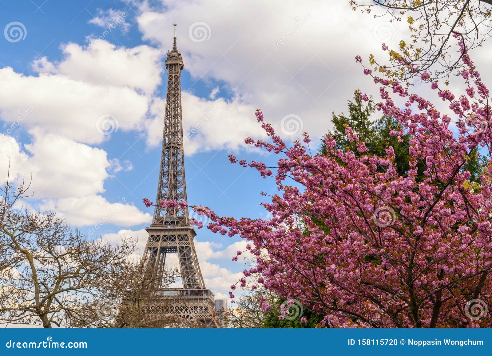 Paris France At Eiffel Tower With Spring Cherry Blossom Stock Photo