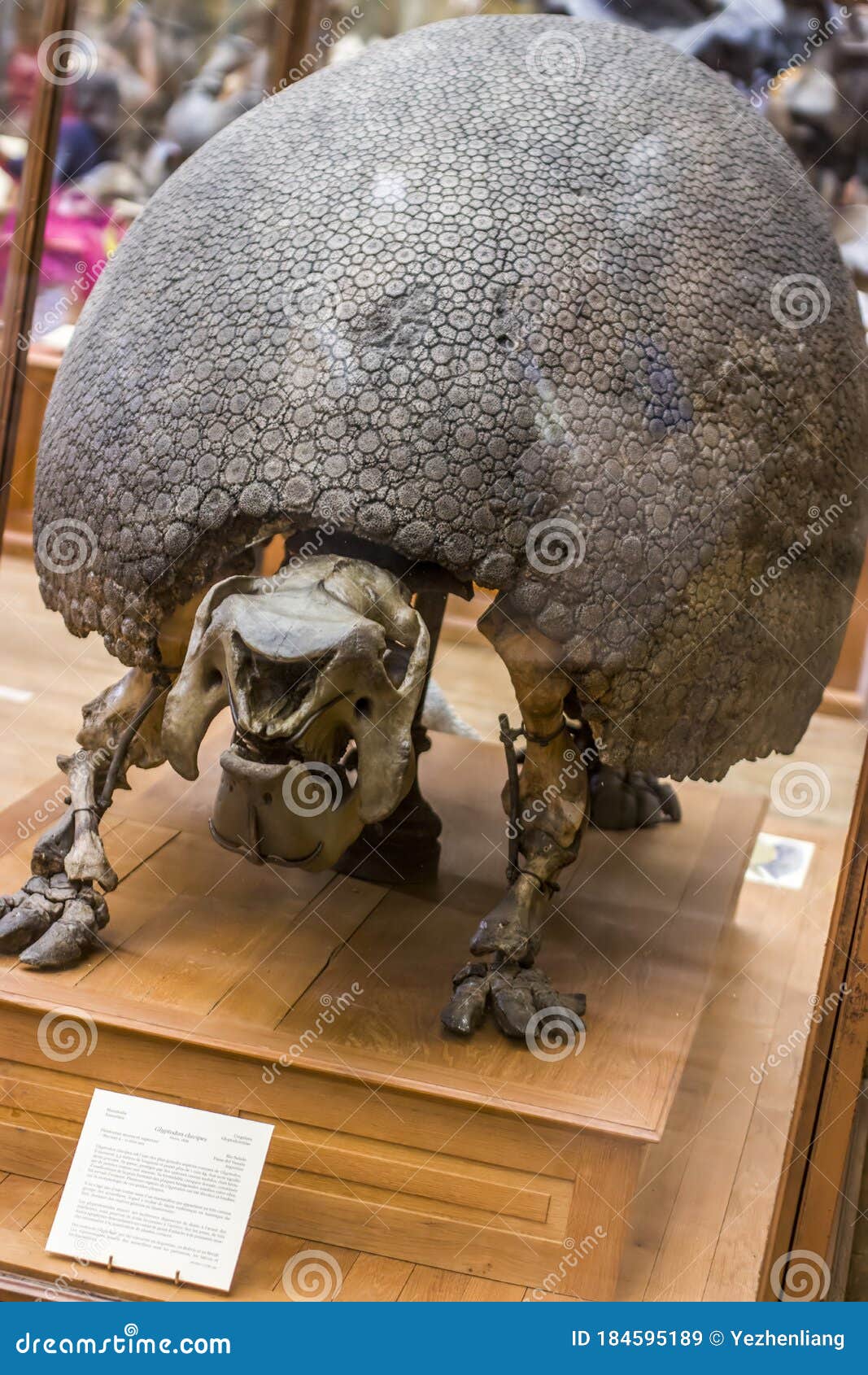The Cast Fossil Specimen of Glyptodon Clavipes Grooved or Carved Tooth in  National Museum of Natural History. Editorial Stock Image - Image of  nature, history: 184595189