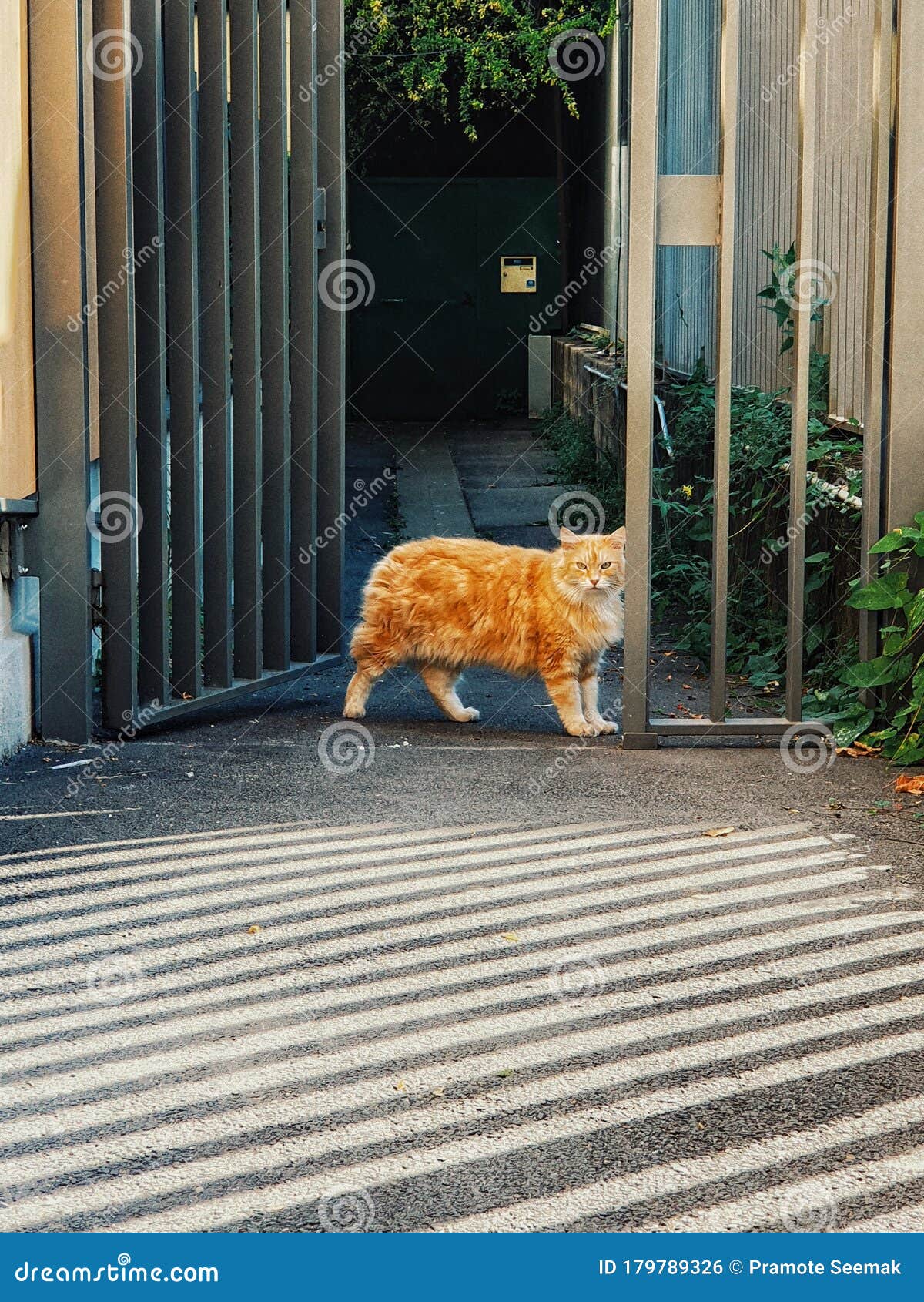 sare cats nocturnal sare cats nocturnal