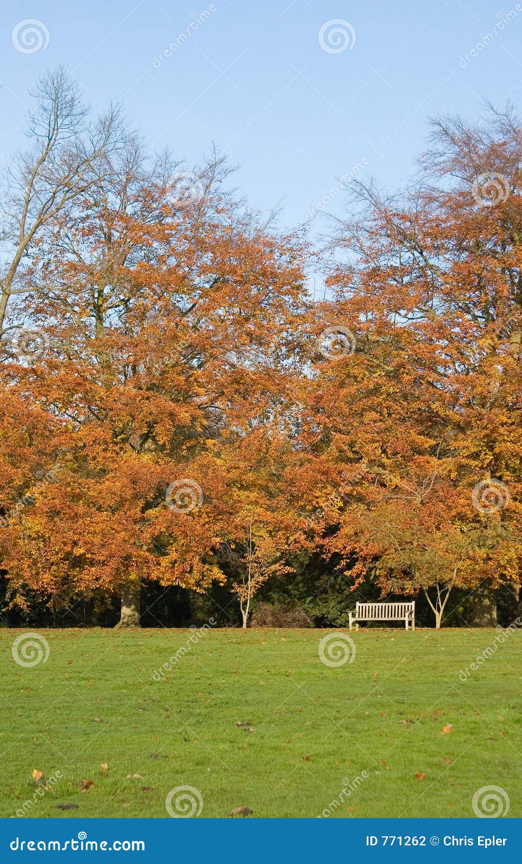 fall leaves park bench - wimbledon, london, uk